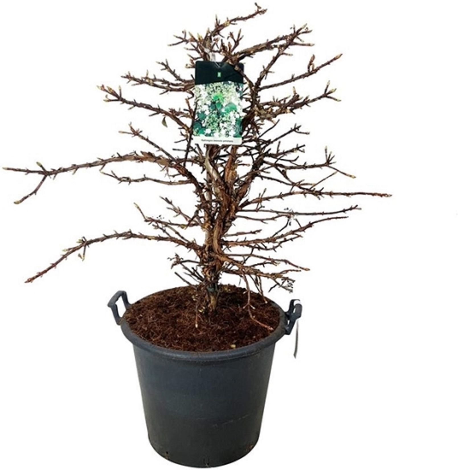 Изображение товара Растение Гортензия черешковая 877874 С2 H30-40 для сада и интерьера