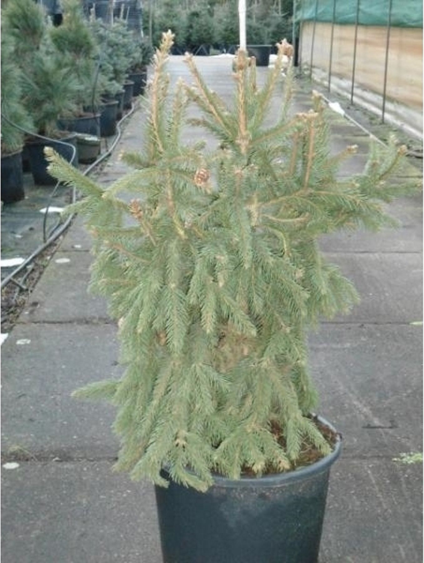 Изображение товара Искусственное растение Ель акрокона 885220, высота 70-80 см