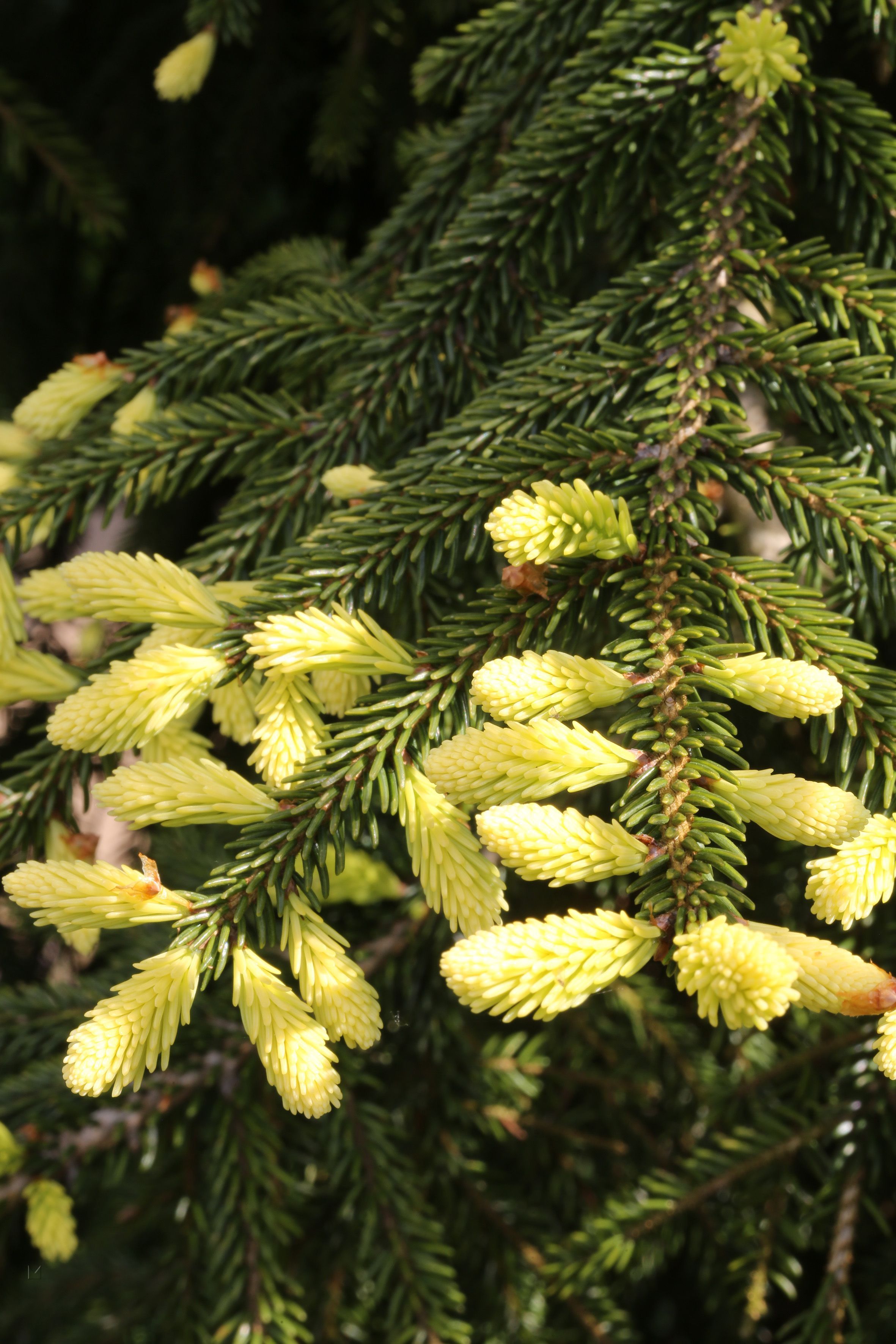 Изображение товара Искусственное растение Ель ауреоспиката 80 см Mix цветов