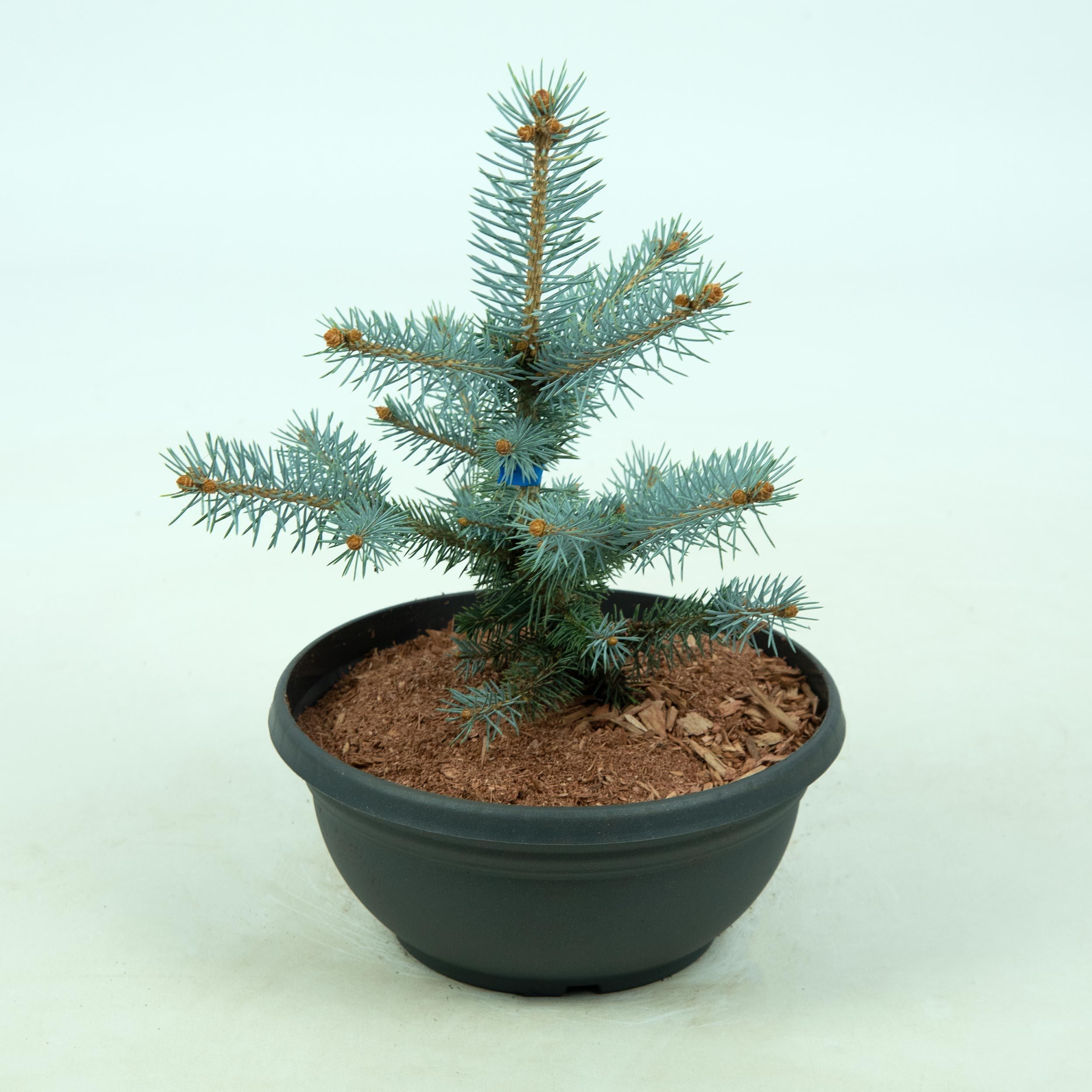 Изображение товара Искусственное растение Ель БЛЮ ДАЙМО НД B23, реалистичный декор для интерьера