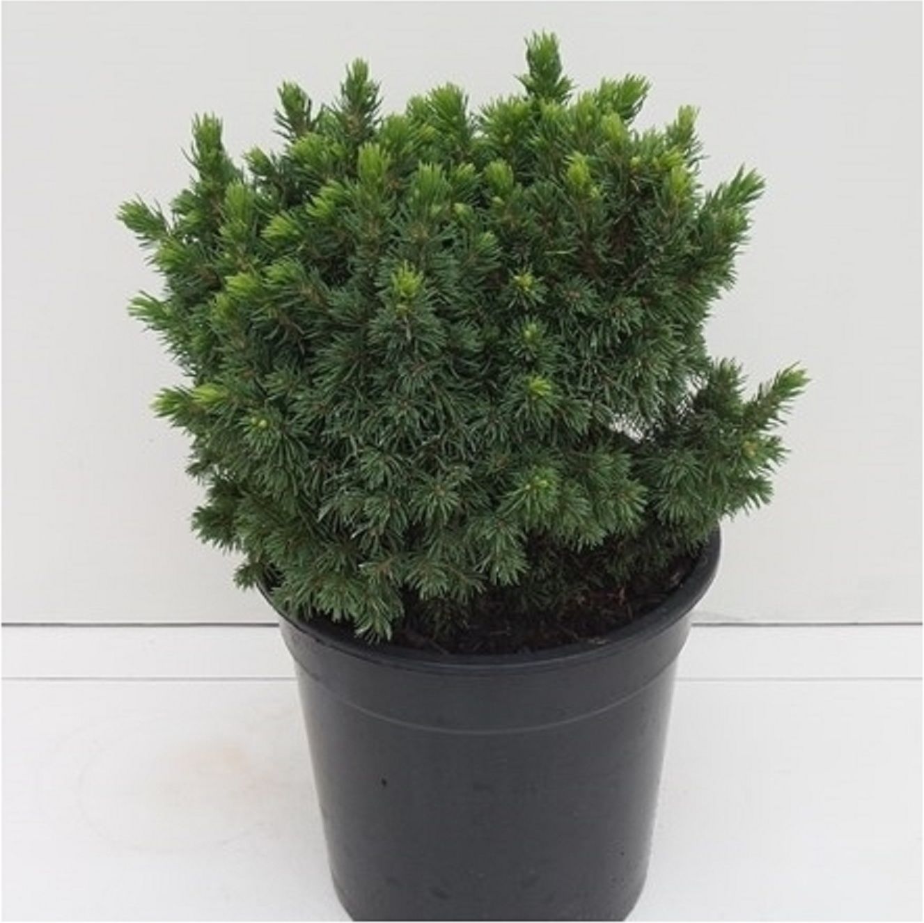 Изображение товара Растение Ель канадская ал. глоб 882267 С2 H15-20