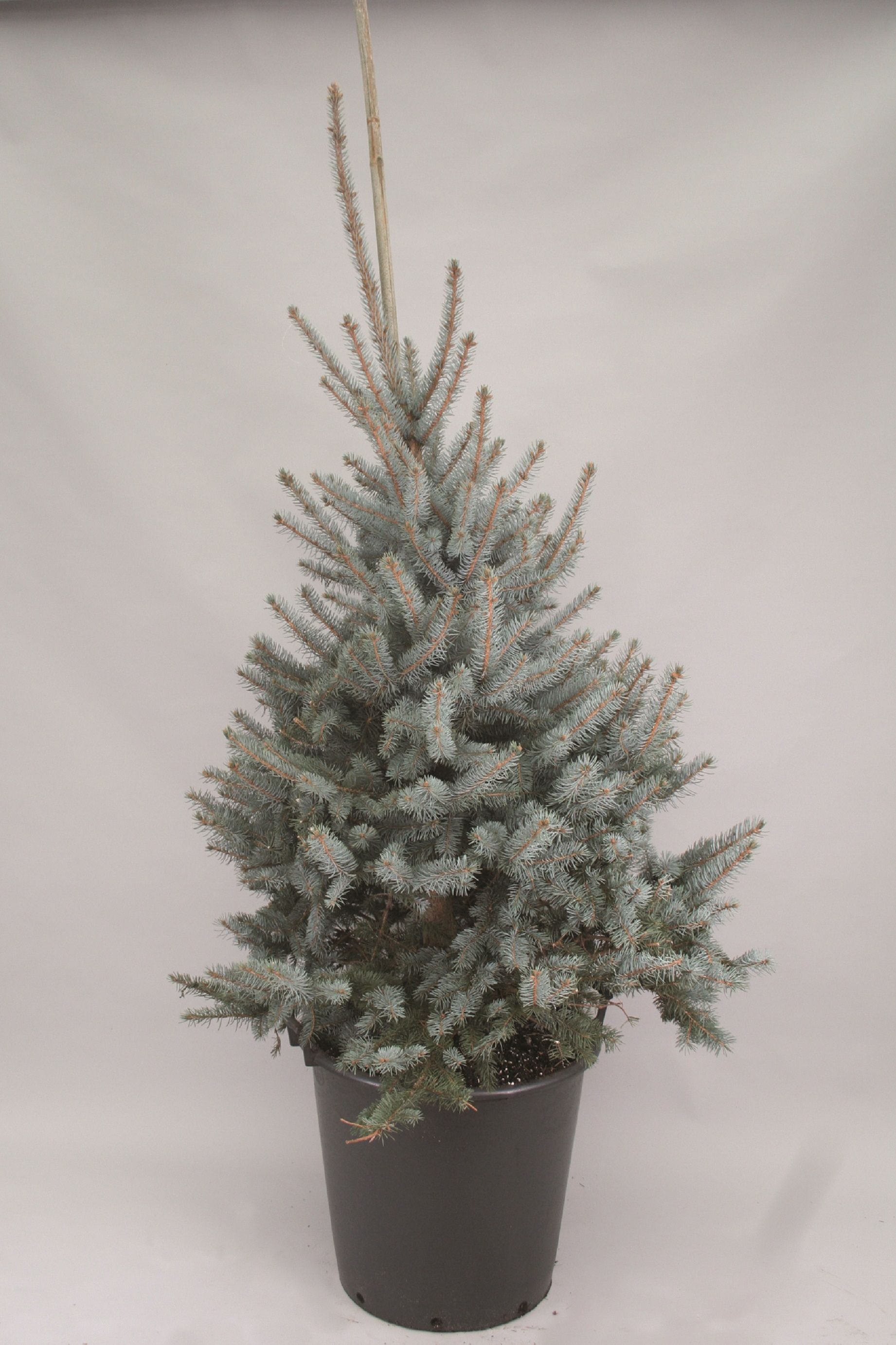 Изображение товара Декоративное искусственное растение Ель колючая Б Даймонд 1000 мм