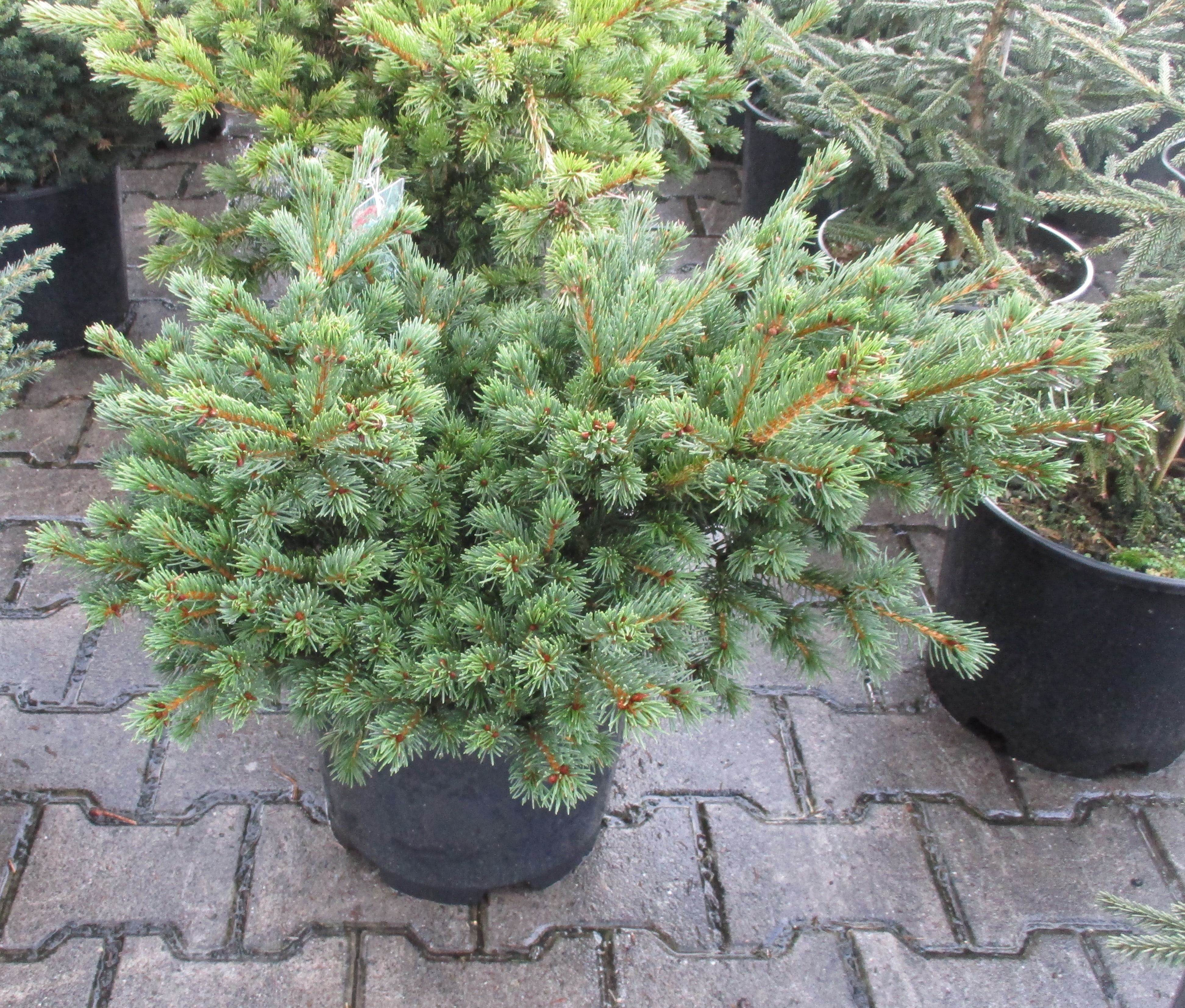 Изображение товара Ель колючая лаки страйк 885886 С30 H70-80 - Декоративное растение