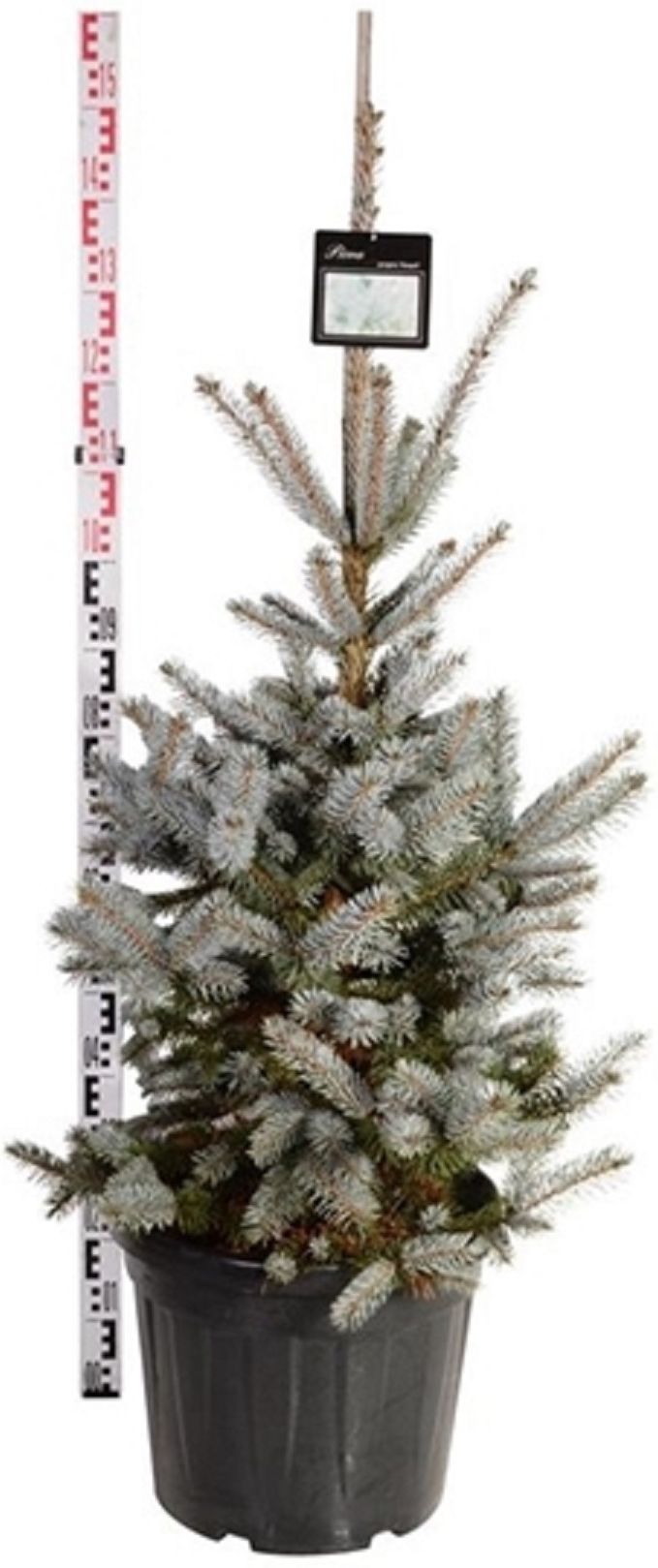 Изображение товара Ель колючая хупси 885664 С20 H100 - декоративное растение для сада и ландшафта