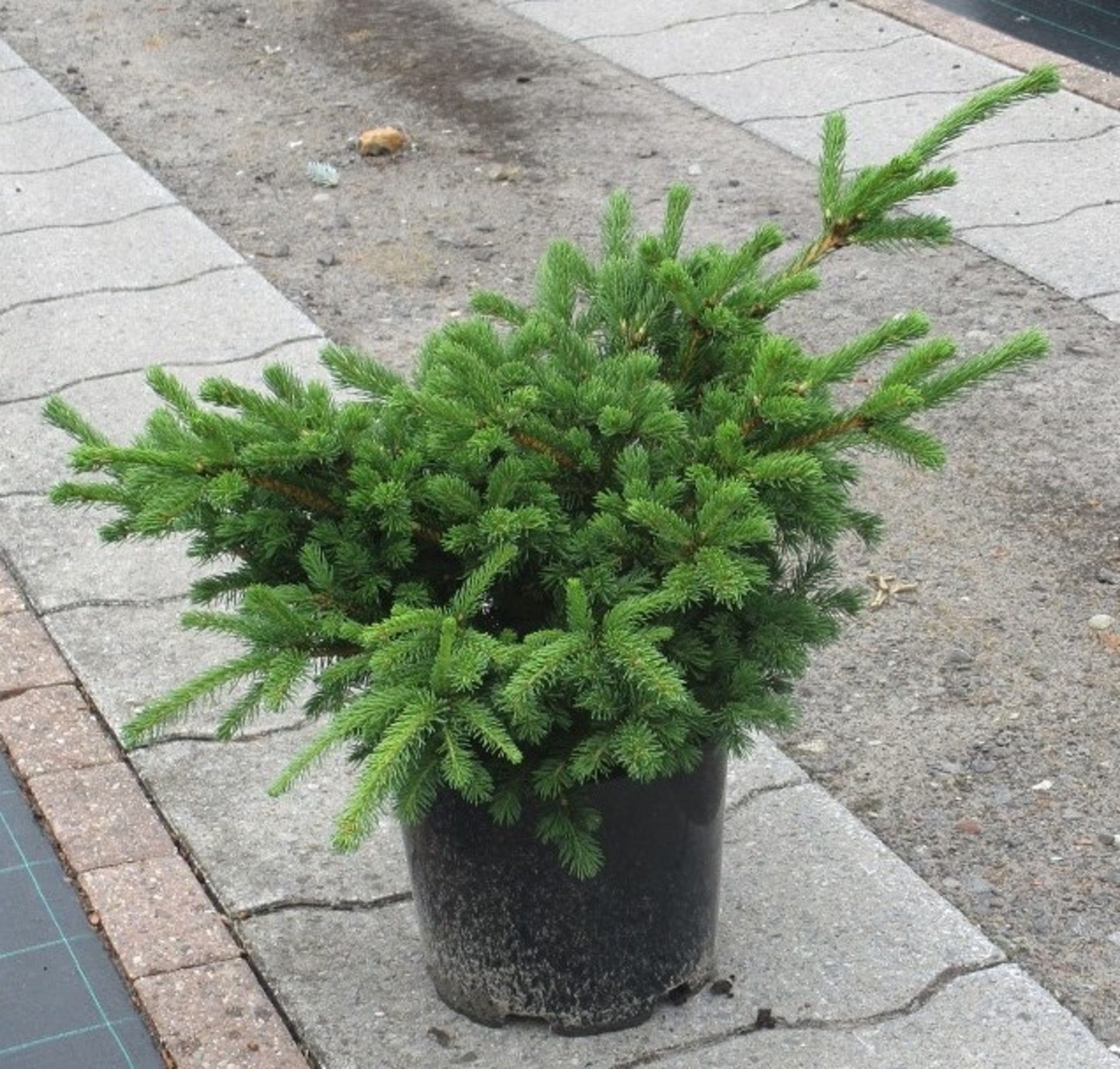 Изображение товара Искусственное растение Ель Лаки Страй К 885305 С15 H40-50 для праздничного оформления