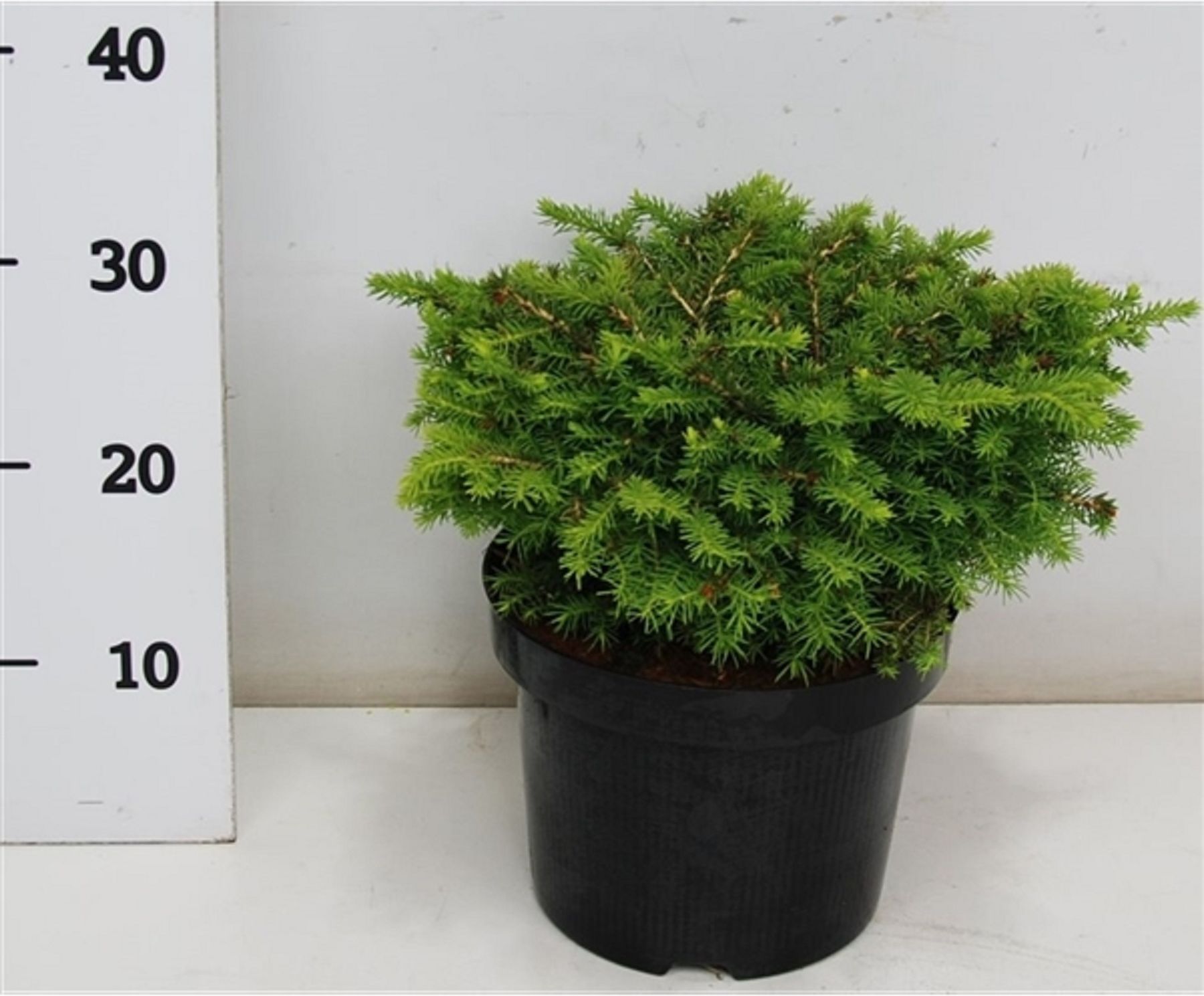 Изображение товара Искусственное растение Ель литтл джем 882236 С2 H15-20 для декора и праздников