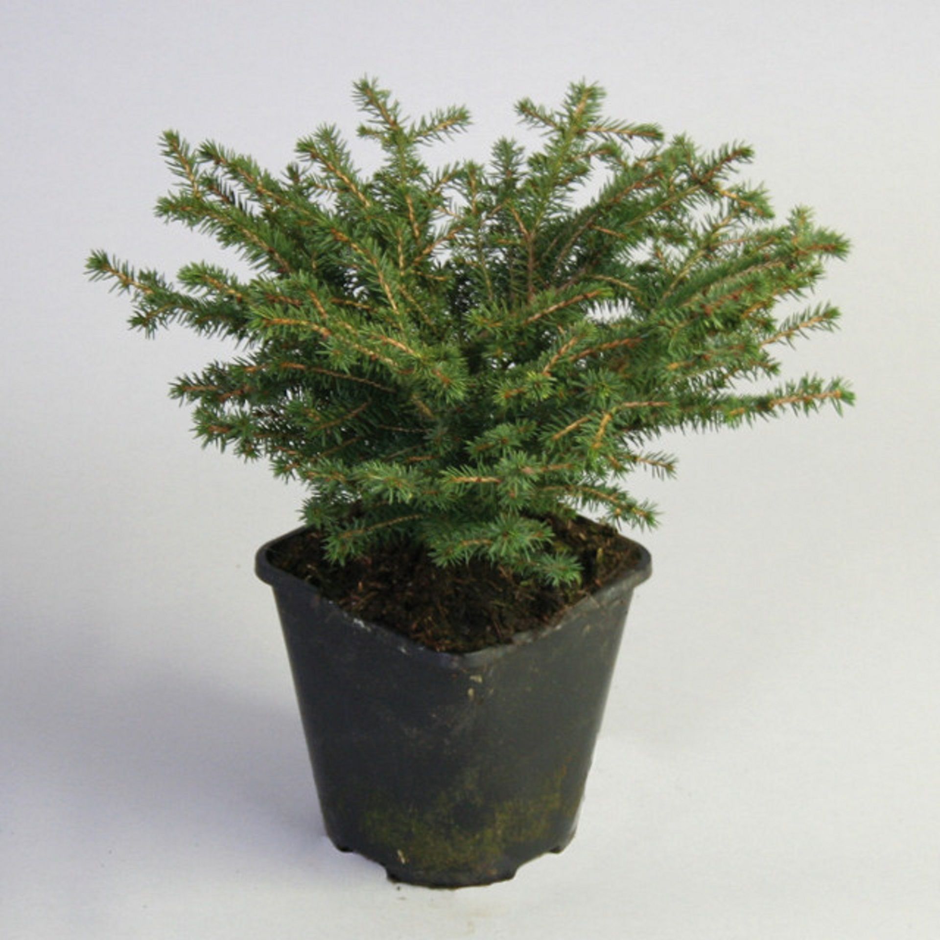 Изображение товара Искусственная елка Ель обыкновенная пигми 882250 С2 H15-20 150 см