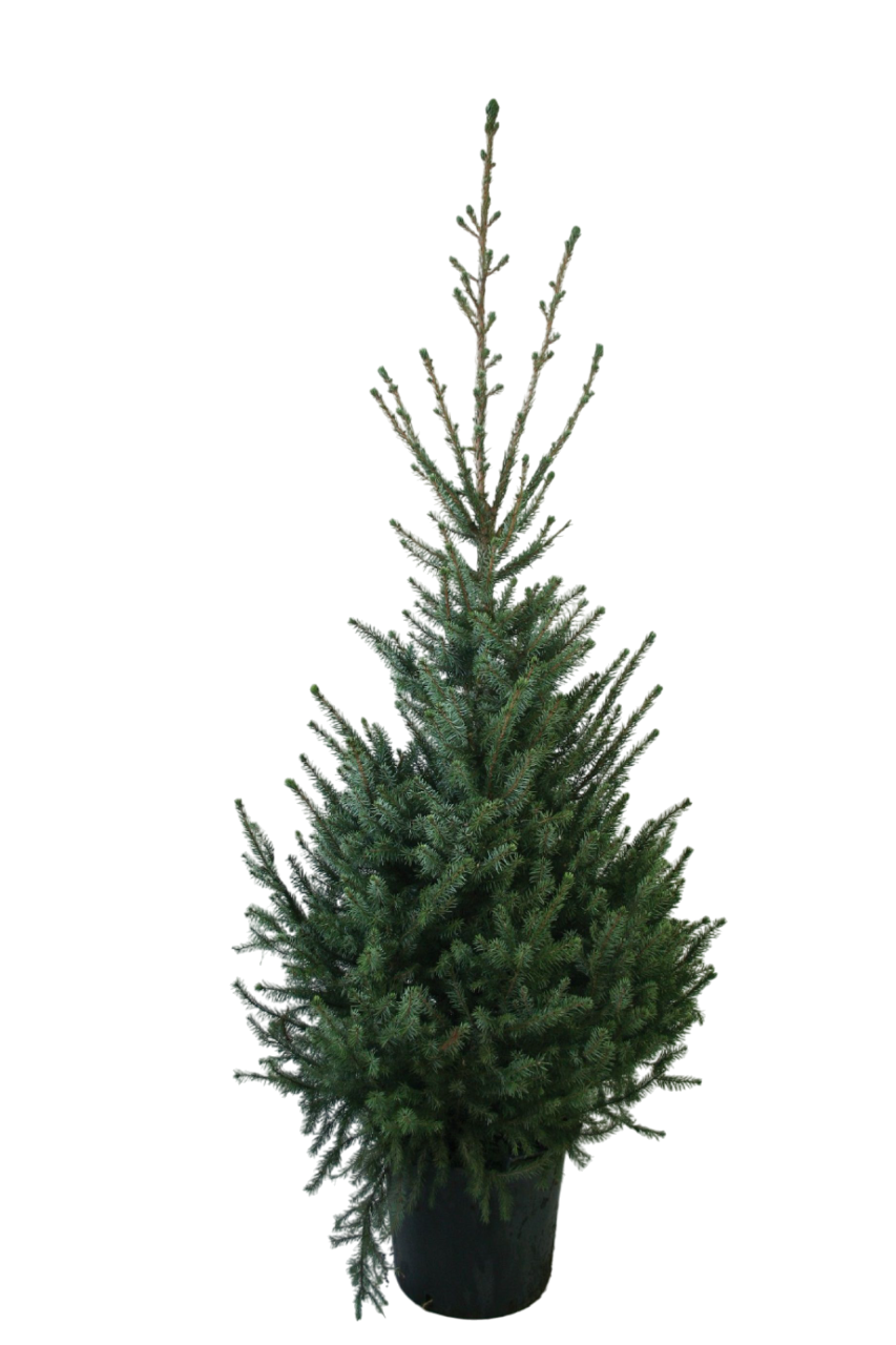 Изображение товара Растение ель СЕРБСКАЯ С12 H80