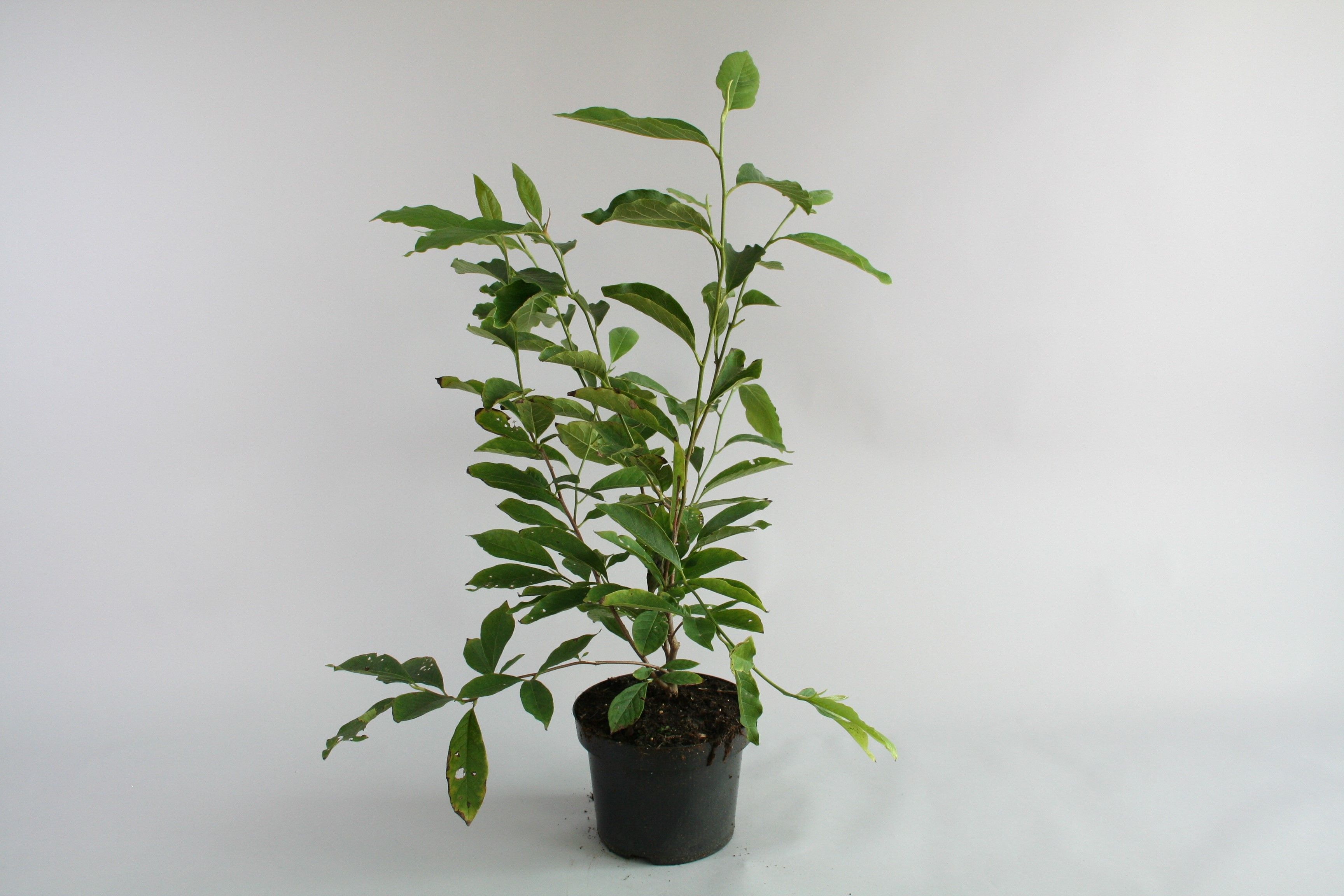 Изображение товара Растение Магнолия суланджа микс 876617 C5 H60-80 для сада и интерьера