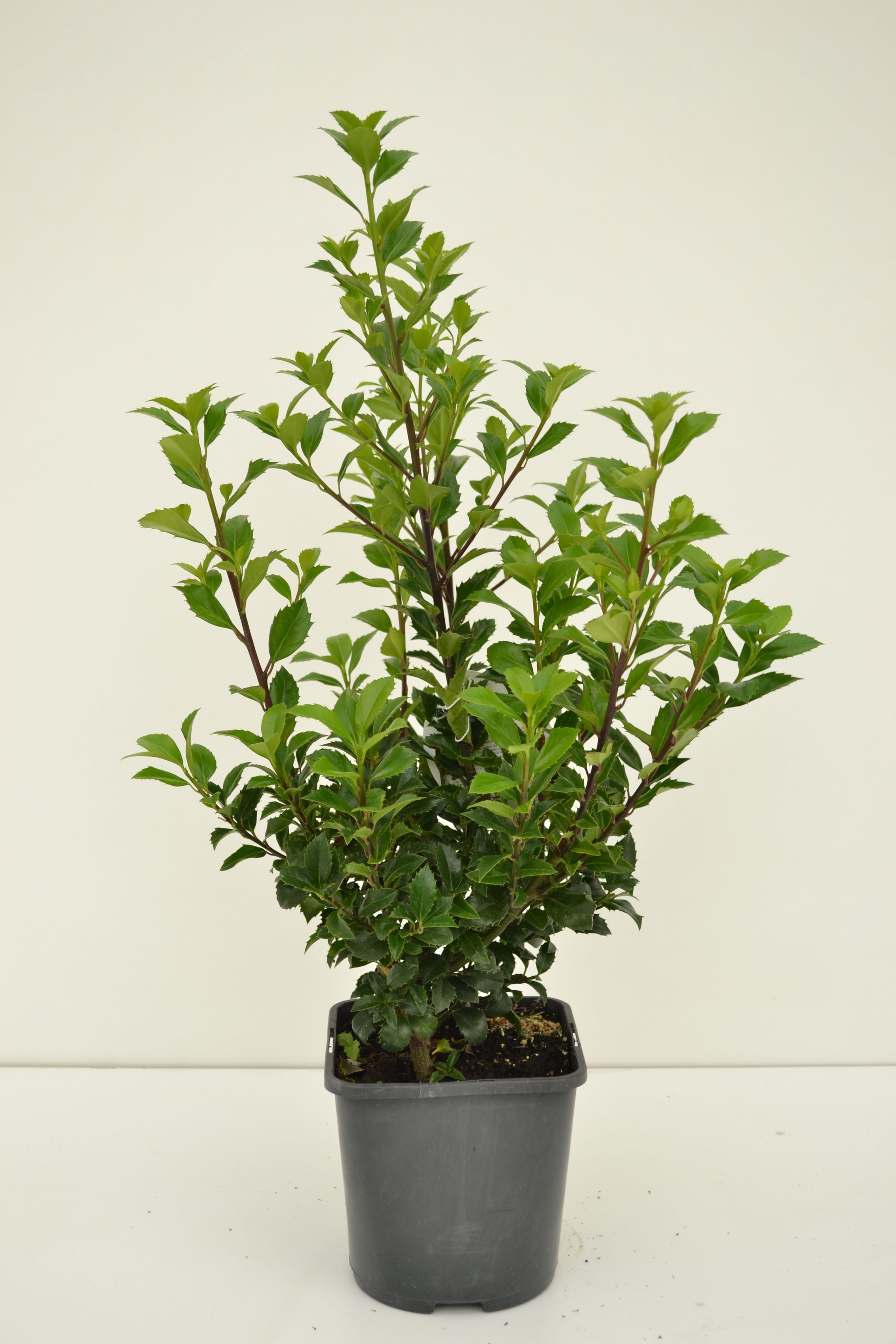 Изображение товара Растение Падуб мезерва хекенстар 880393 H30-40 декоративное растение для интерьера и сада