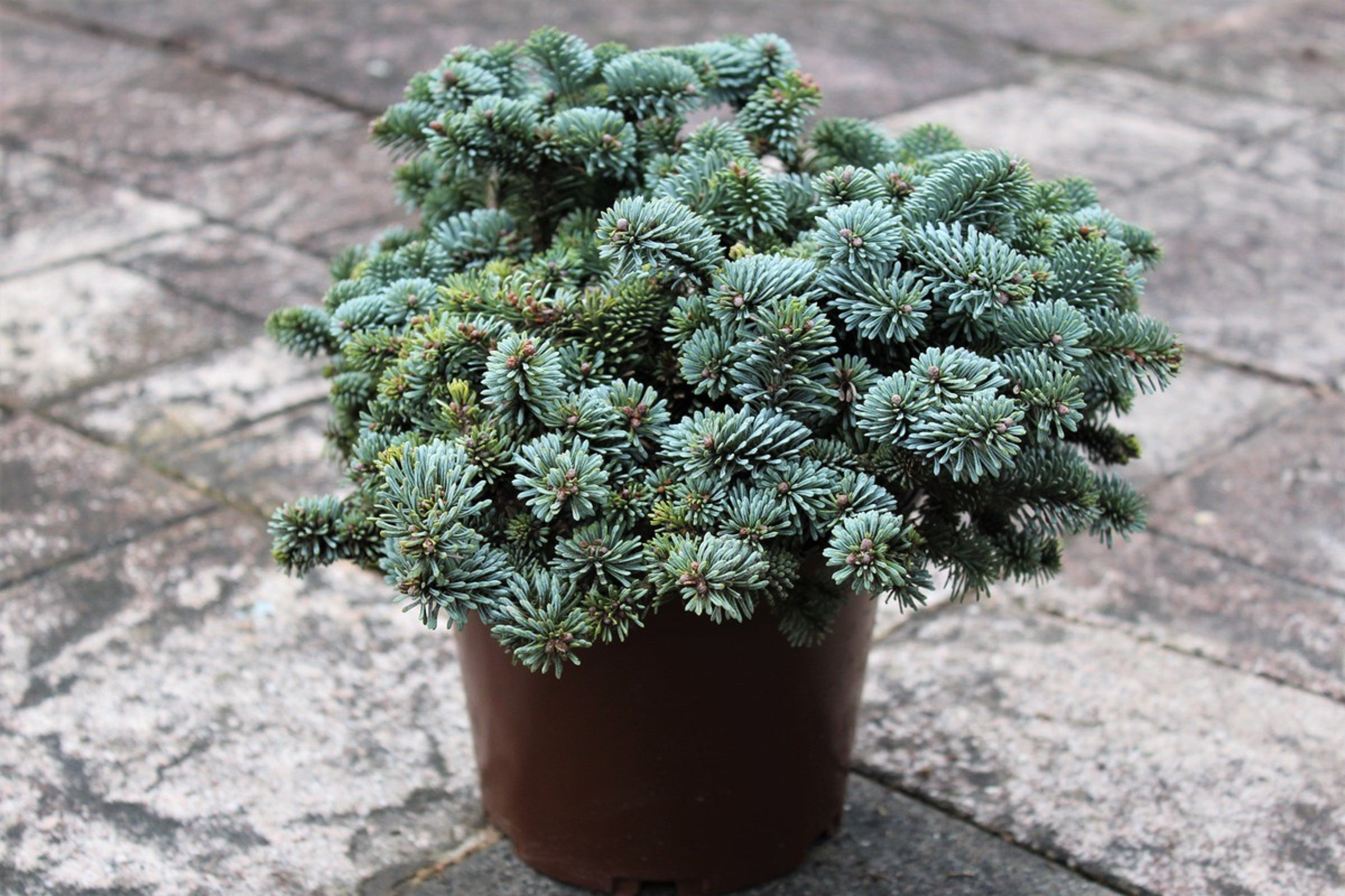 Изображение товара Растение Пихта блау хезе 884421 C5 H25-30, декоративное, для интерьера и ландшафта