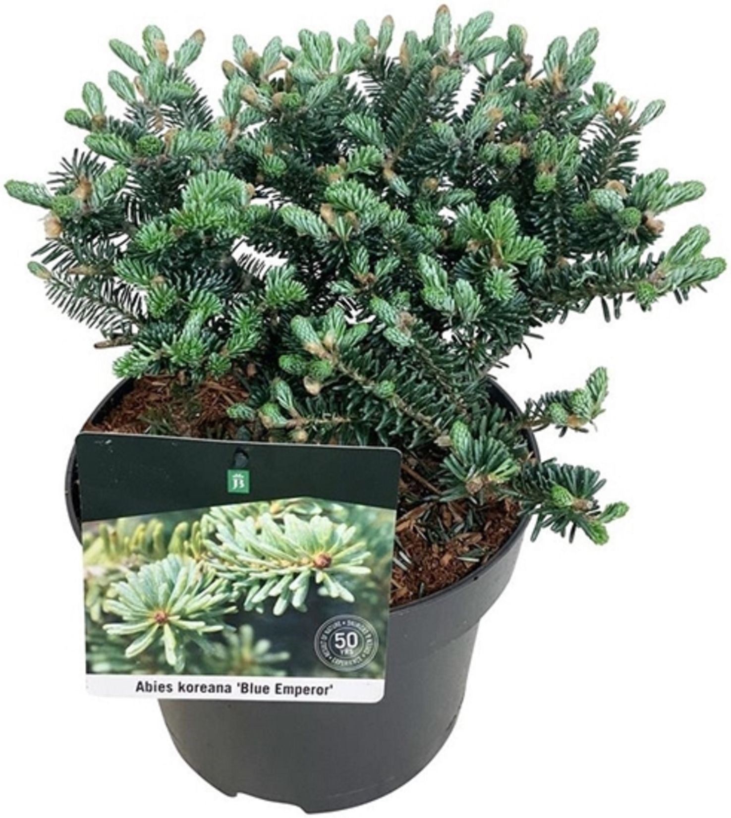 Изображение товара Пихта корейская б. имперор - декоративное хвойное растение, высота 30 см