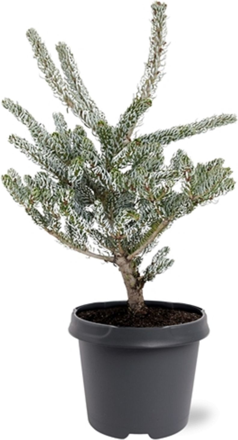 Изображение товара Растение Пихта корейская силберлоке 884148 C5 H30-40, декоративное хвойное растение