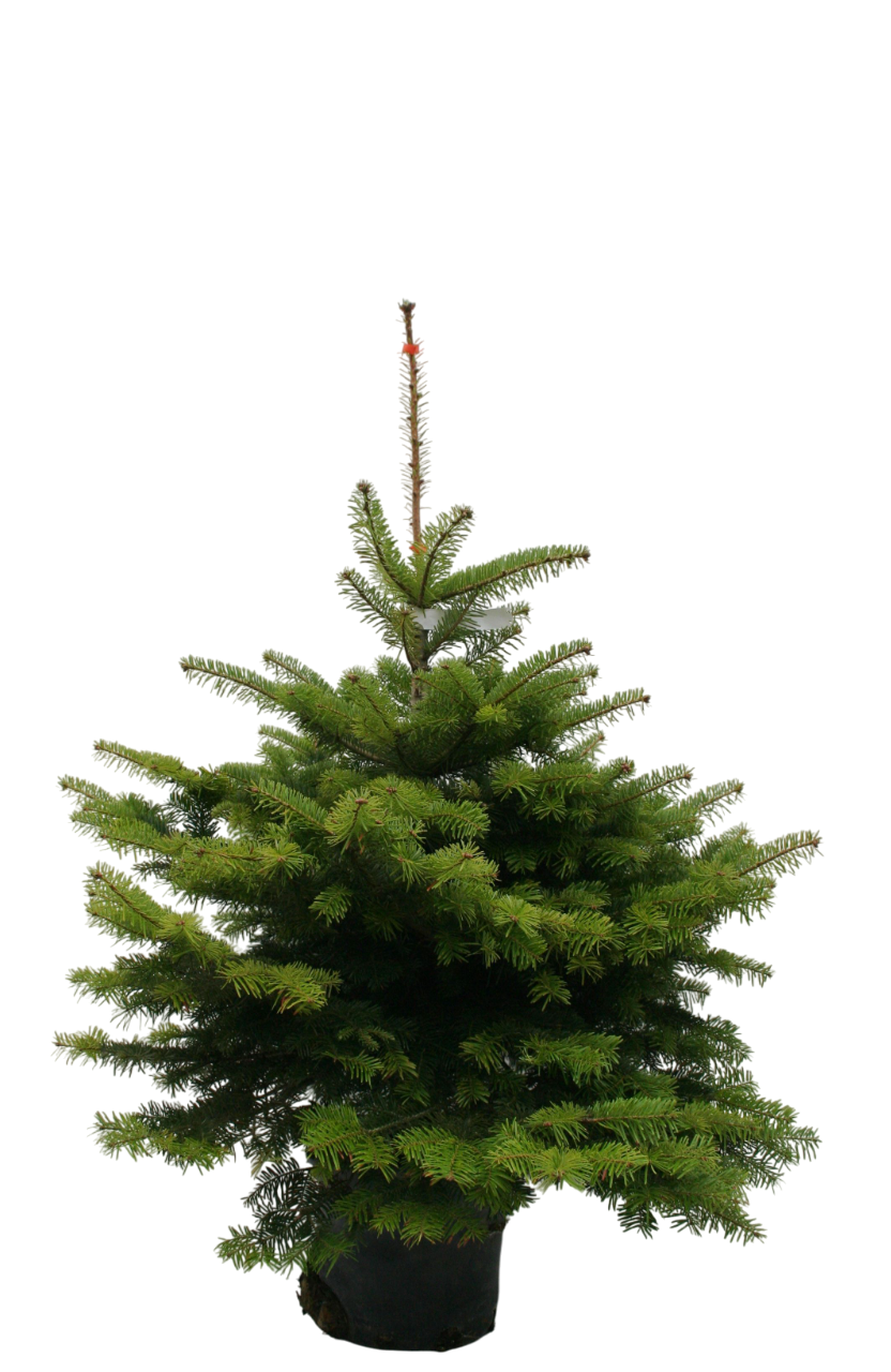 Изображение товара Пихта Нордмана премиум C12 H60-80 хвойное растение для праздничного декора