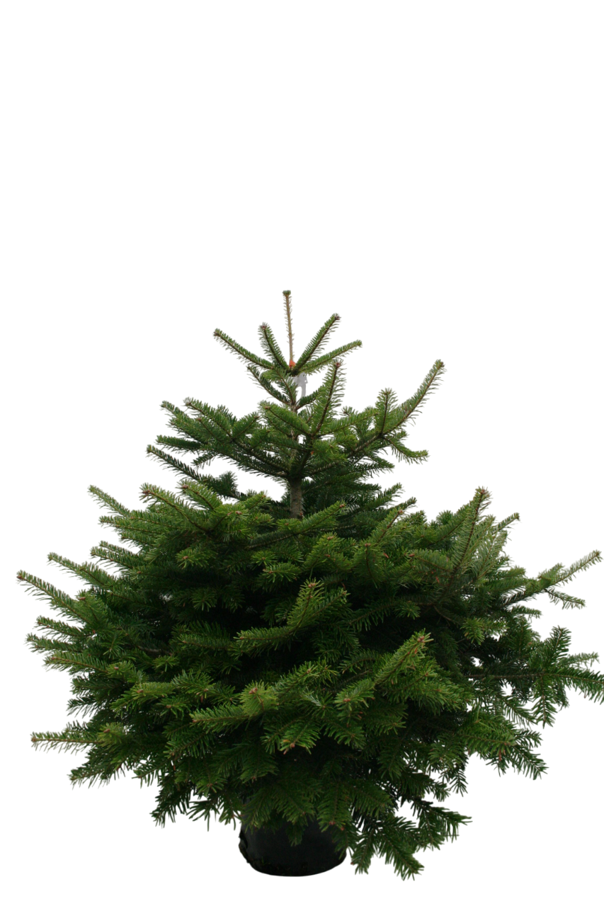 Изображение товара Растение Пихта Нордмана Премиум C15 H80 для украшения и оформления