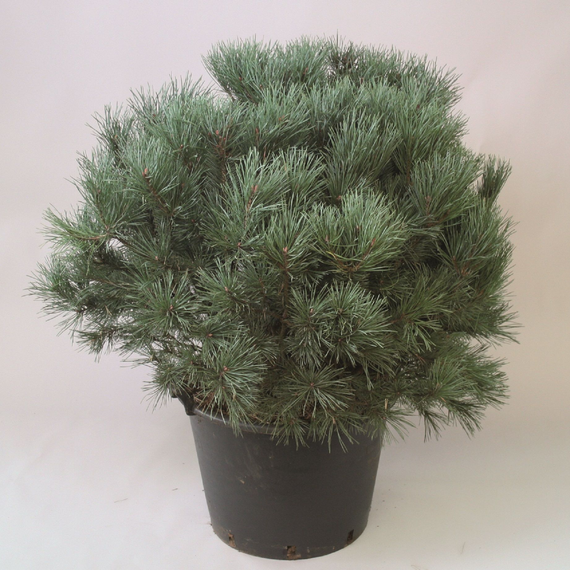 Изображение товара Растение Сосна ватерери 885732 С20 H80 декоративное решение