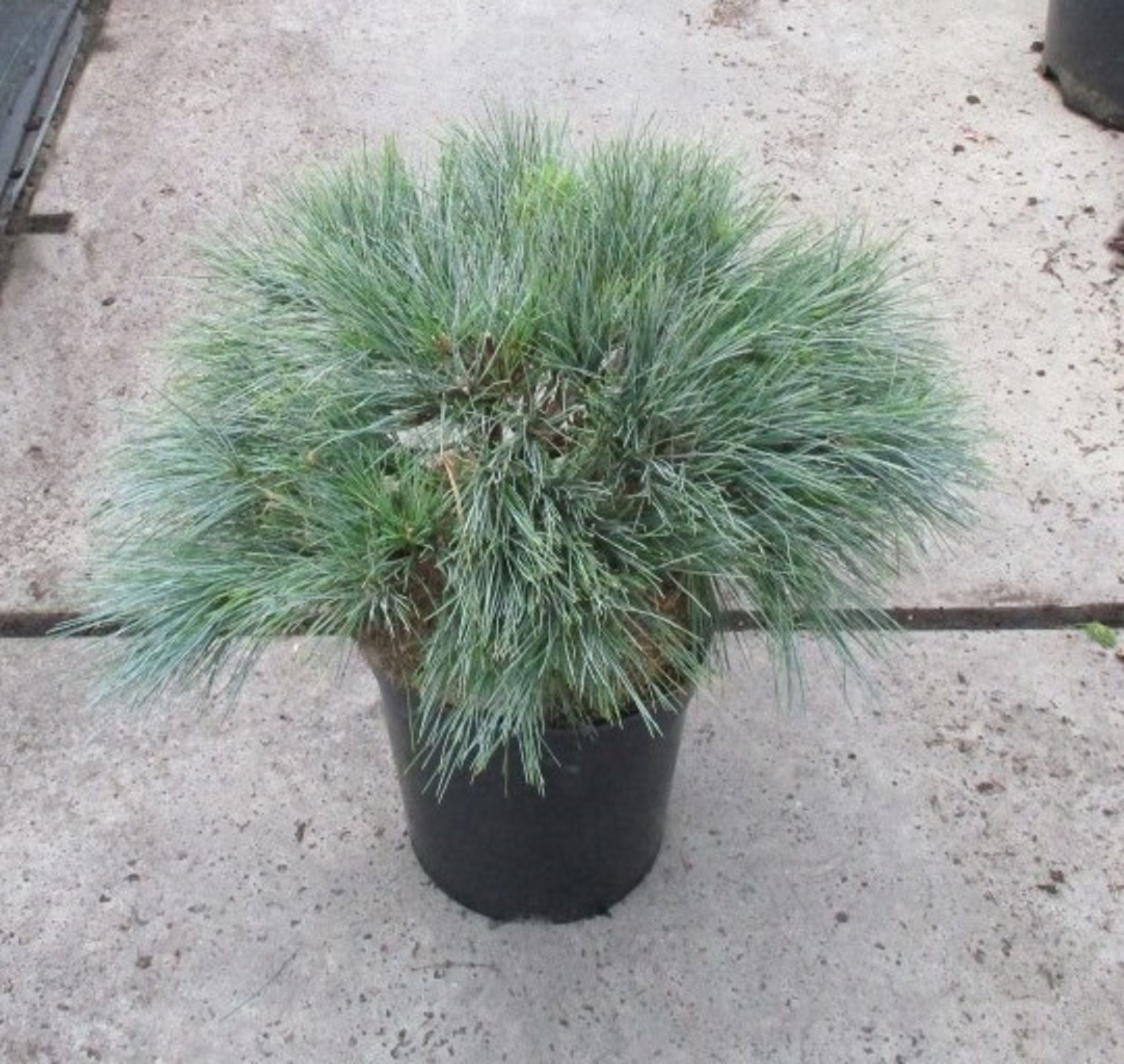 Изображение товара Растение Сосна веймутова блю шаг 885466 С15 H40-50