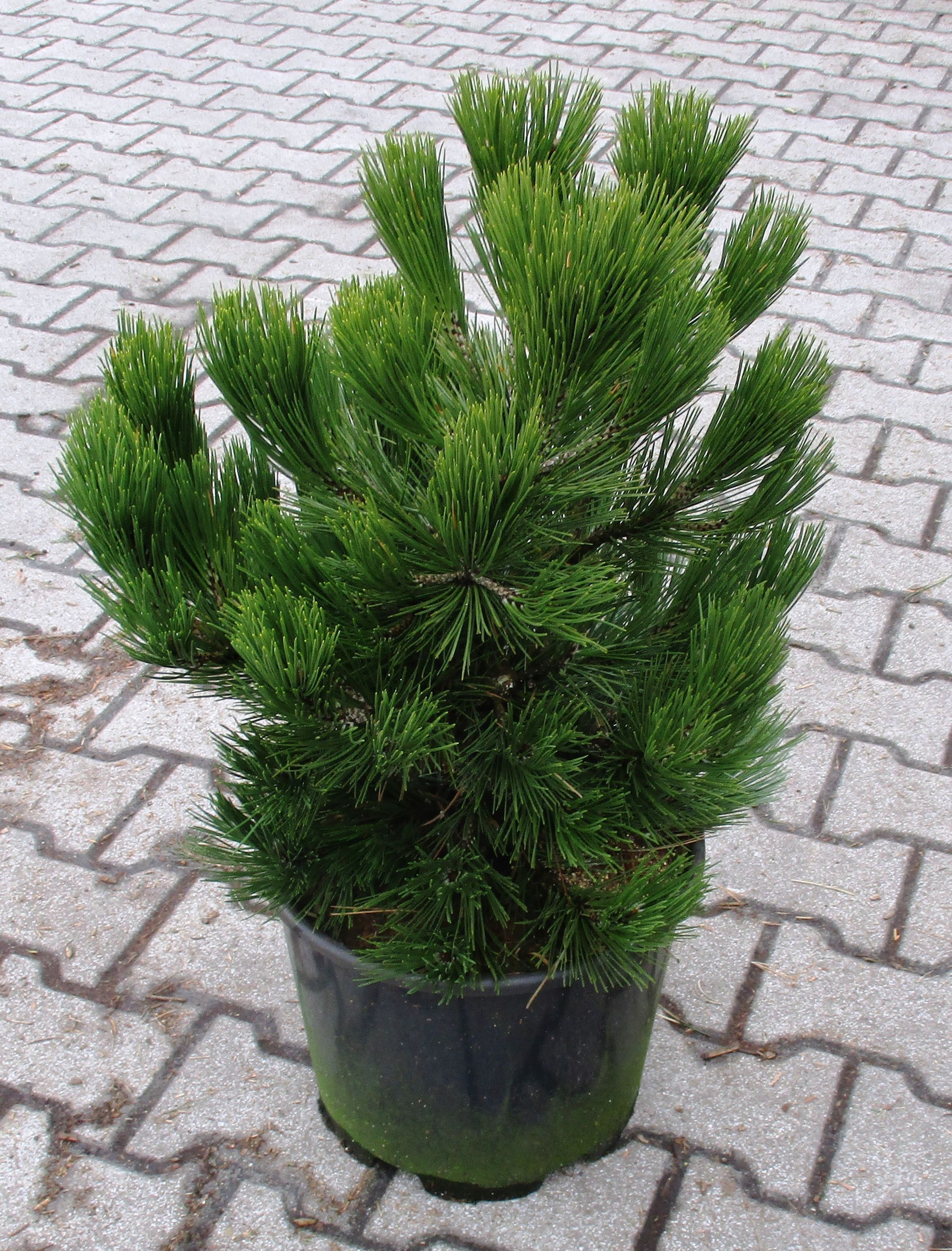 Изображение товара Растение Сосна Гельдрейха малинки 885329 С15 H50-60, декоративное хвойное для сада