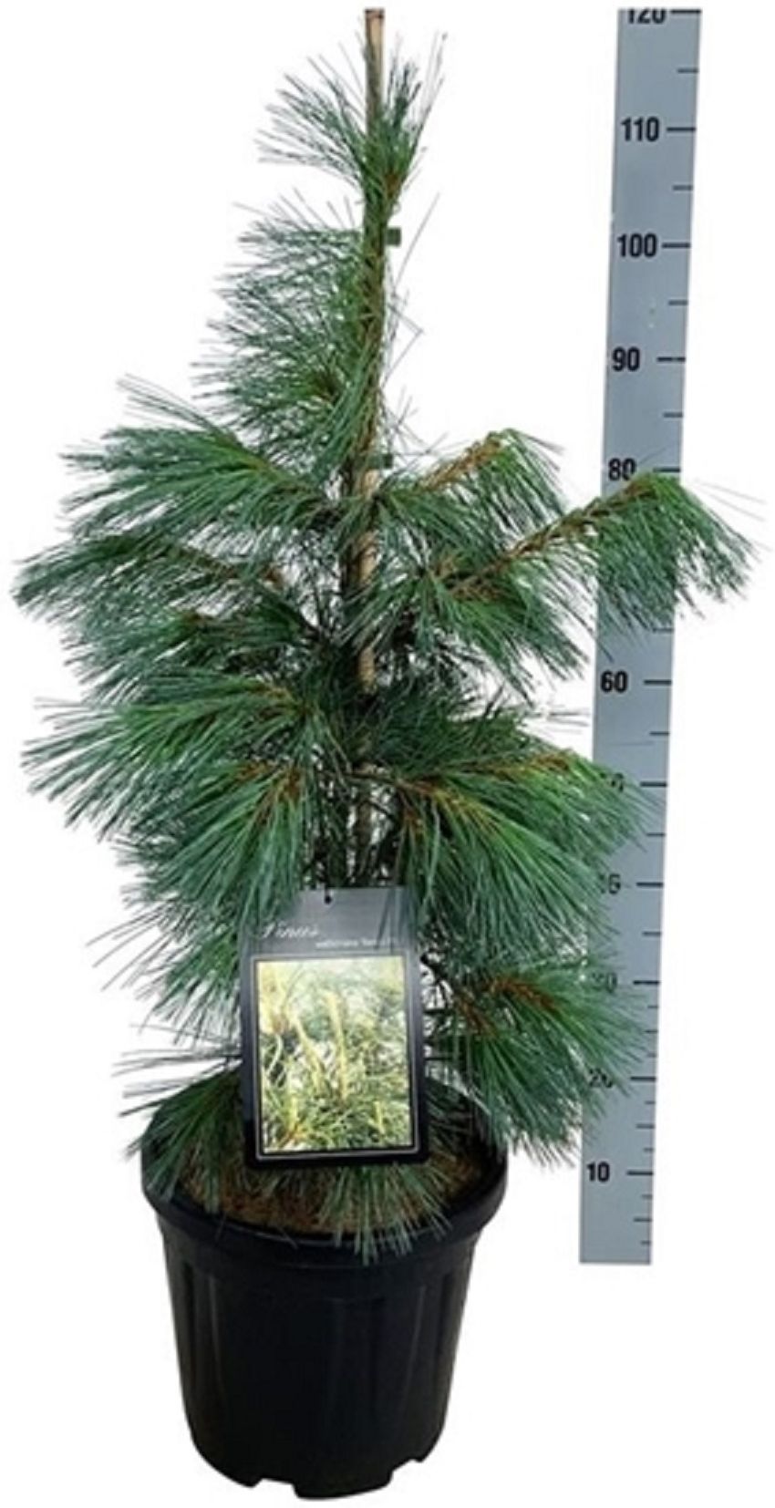 Изображение товара Сосна гималайская дэнза хилл 885749 С20 H100 высотой 100 см