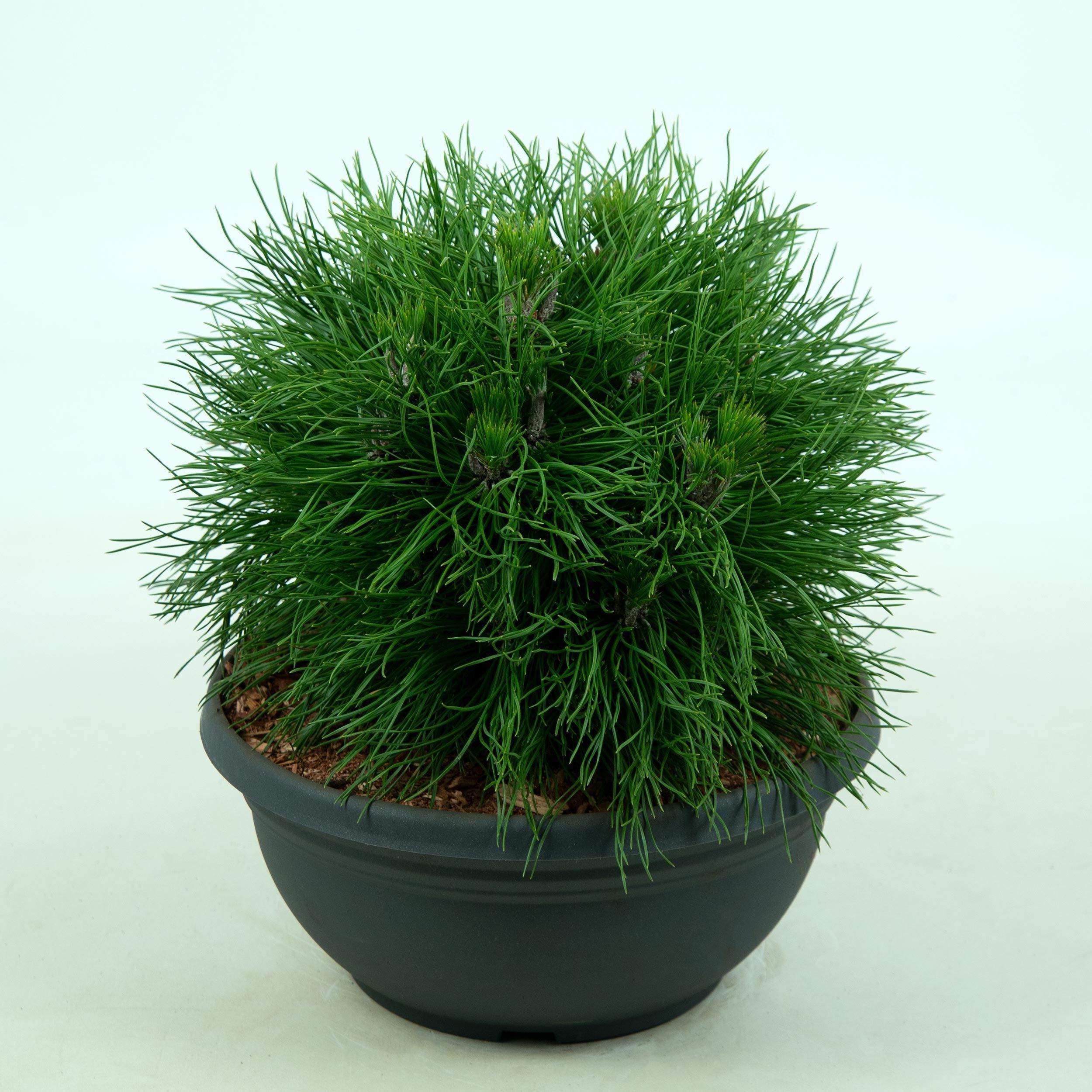 Изображение товара Искусственное растение сосна ГОРНАЯ ВАРЕЛЛА B27 для интерьера и экстерьера