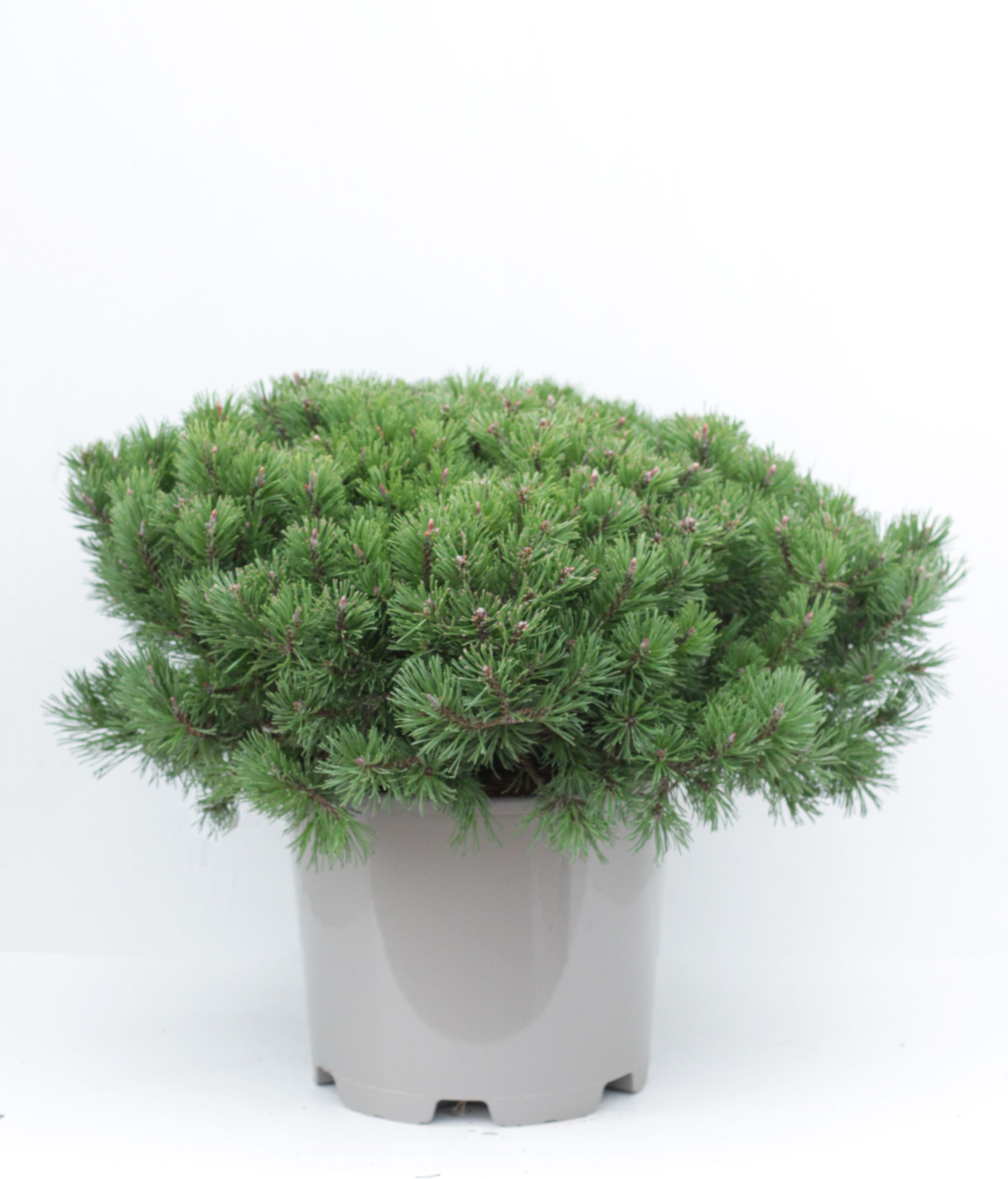 Изображение товара Искусственное растение сосна горная клостергрюн 885350 C15 H40-50