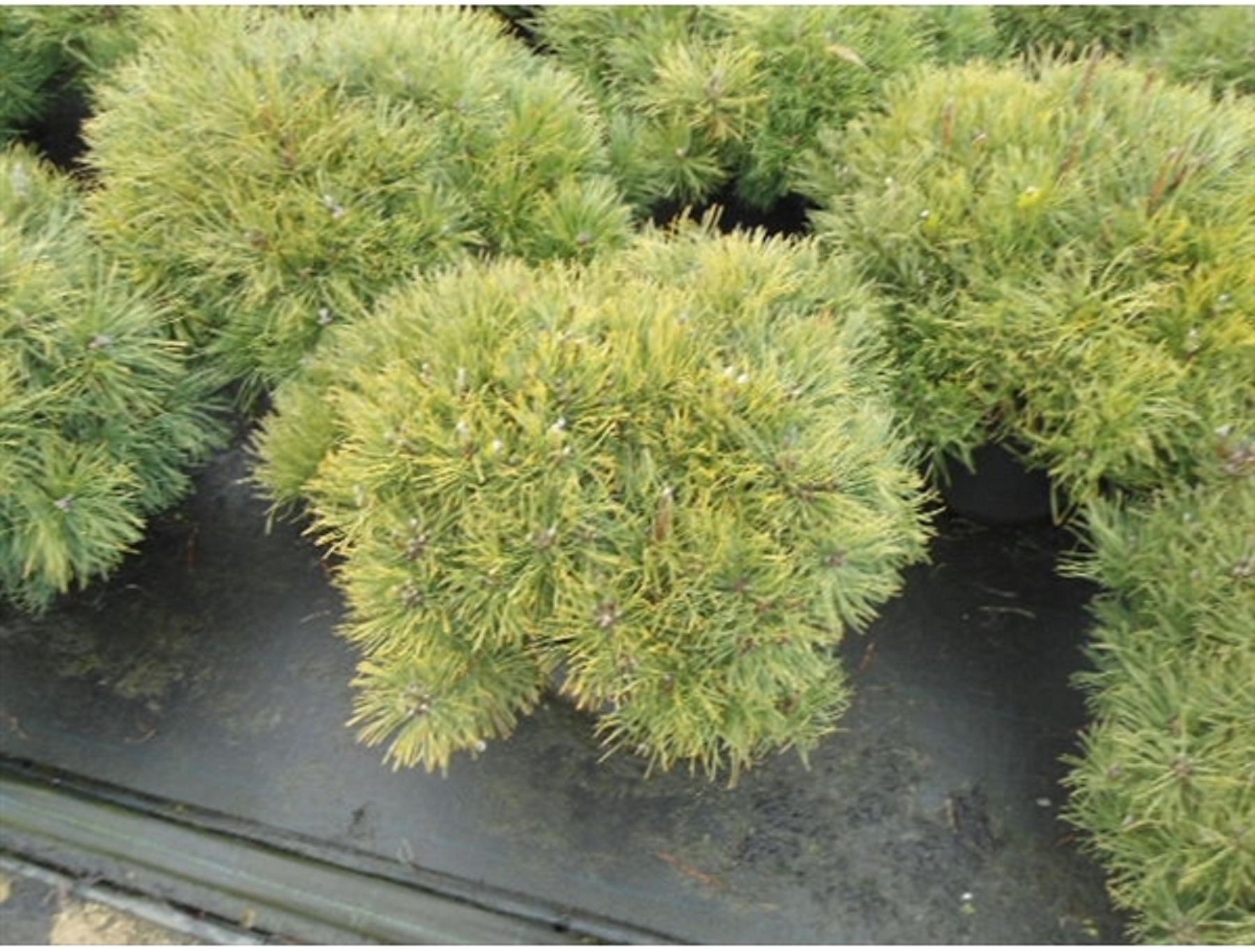 Изображение товара Сосна горная мугус 883875 C5 H50-60 - декоративное растение