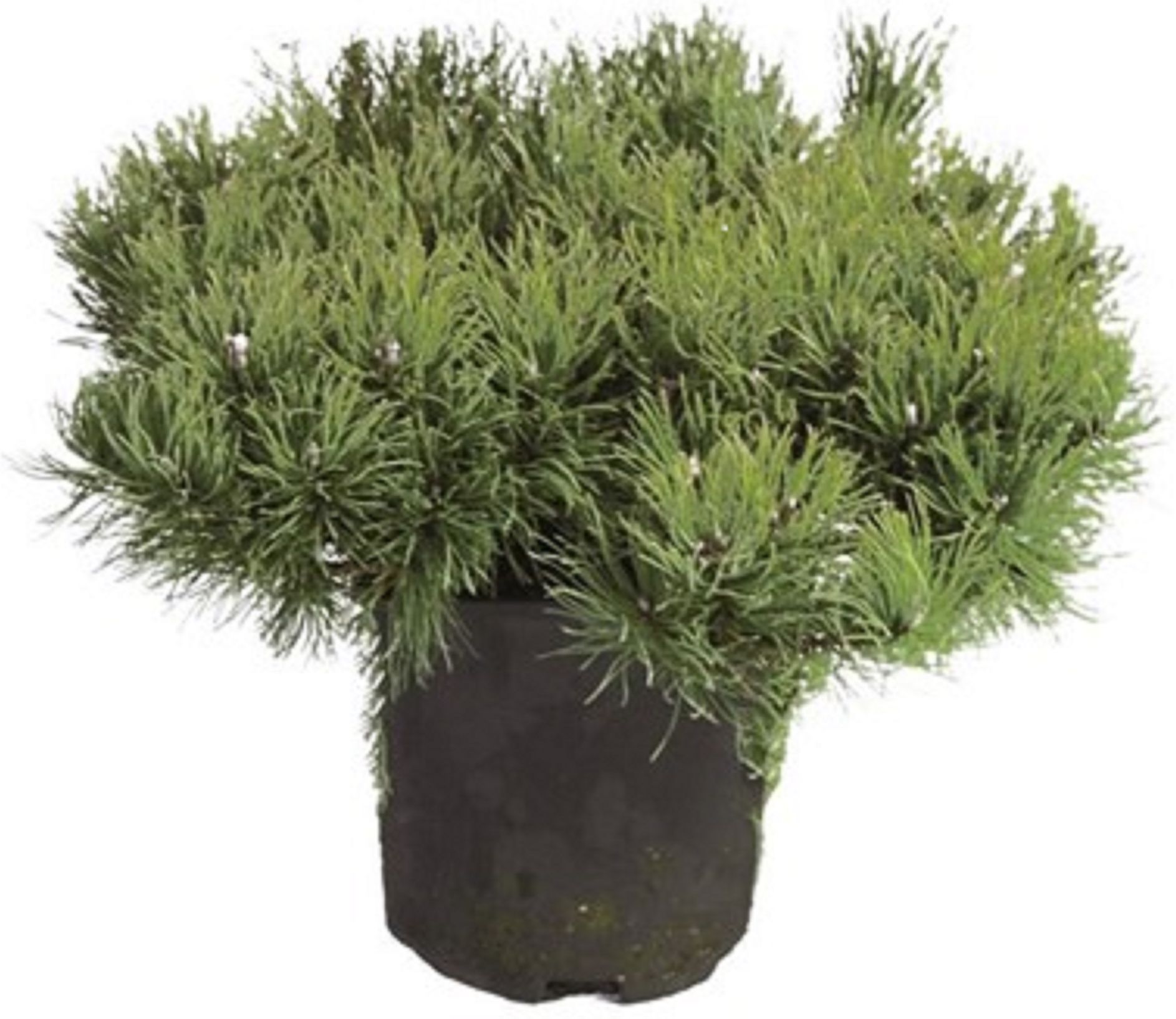 Изображение товара Растение Сосна горная мугус 882335 С2 H20-25 декоративное для ландшафта