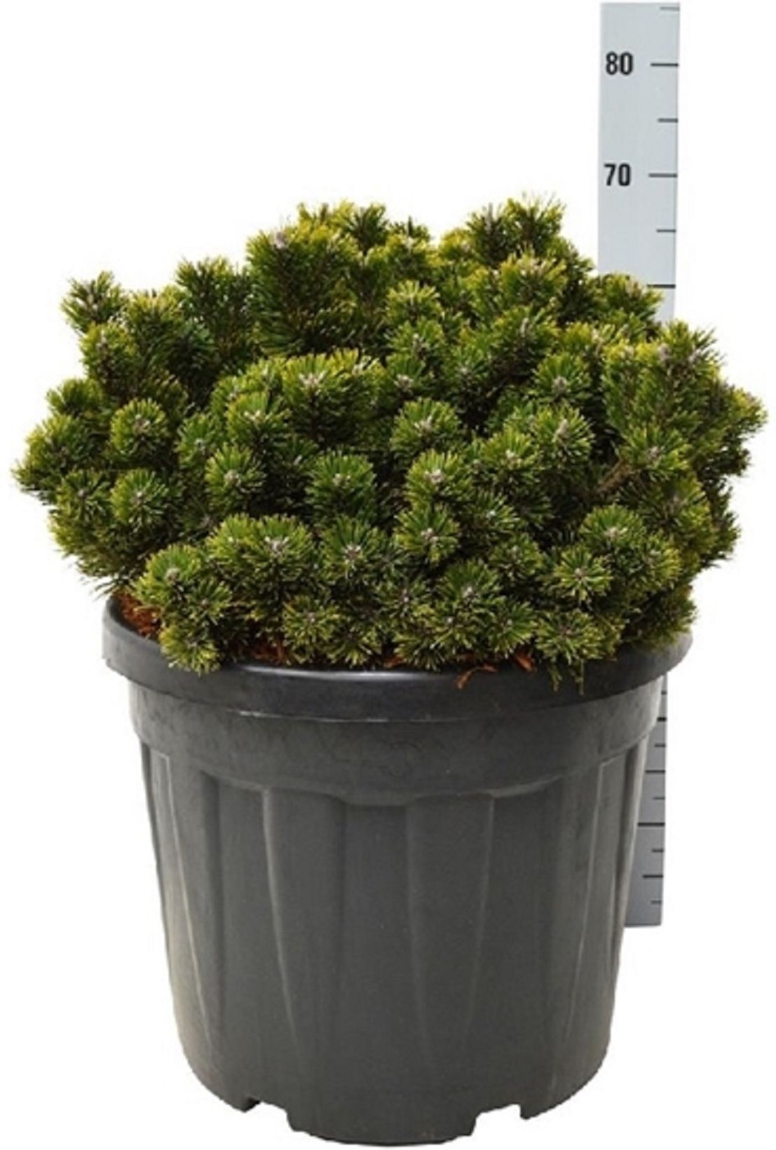 Изображение товара Растение сосна горная пикобелло 885381 С15 H40-50 декоративное хвойное