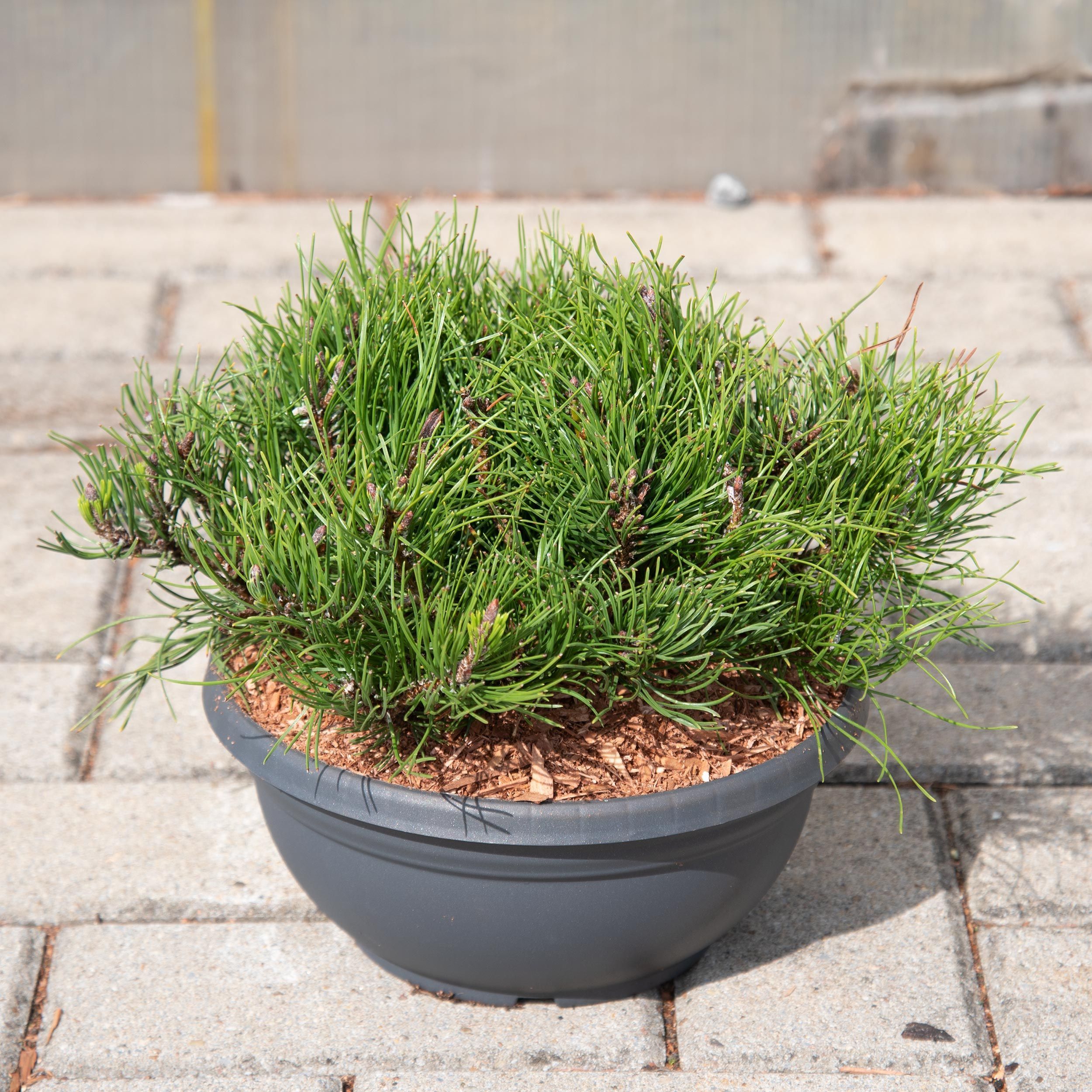 Изображение товара Растение сосна ГОРНАЯ ПУМИЛИО B23 - декоративное искусственное растение для интерьера и сада