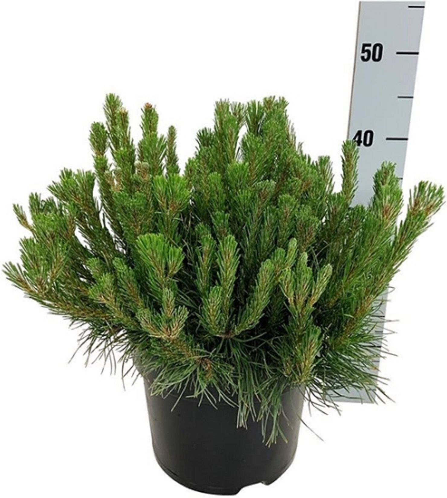 Изображение товара Растение Сосна горная пумилио 883882 C5 H50-60