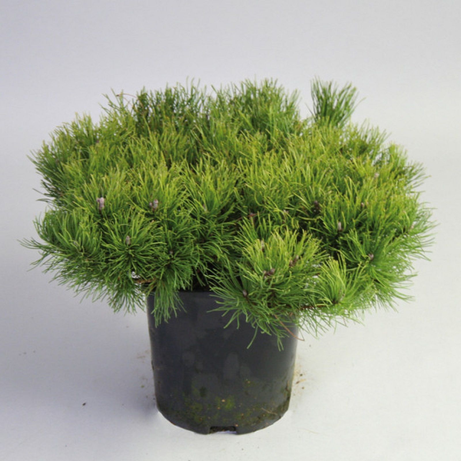 Изображение товара Растение Сосна горная пумилио 885398 C15 H50-60 искусственное для сада и интерьера