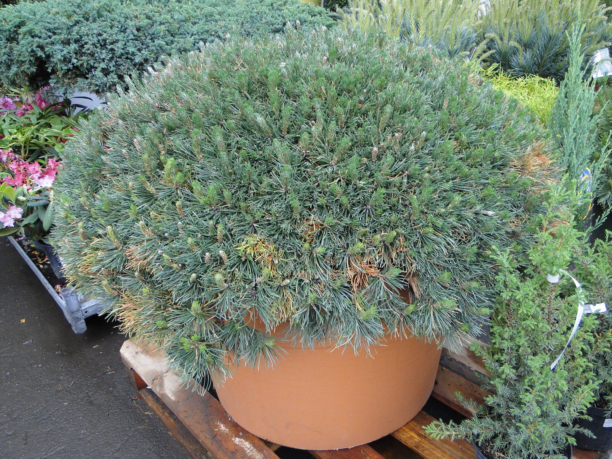 Изображение товара Искусственное растение Сосна горная пумилио 882342 С2 H20-25 для декора дома и сада