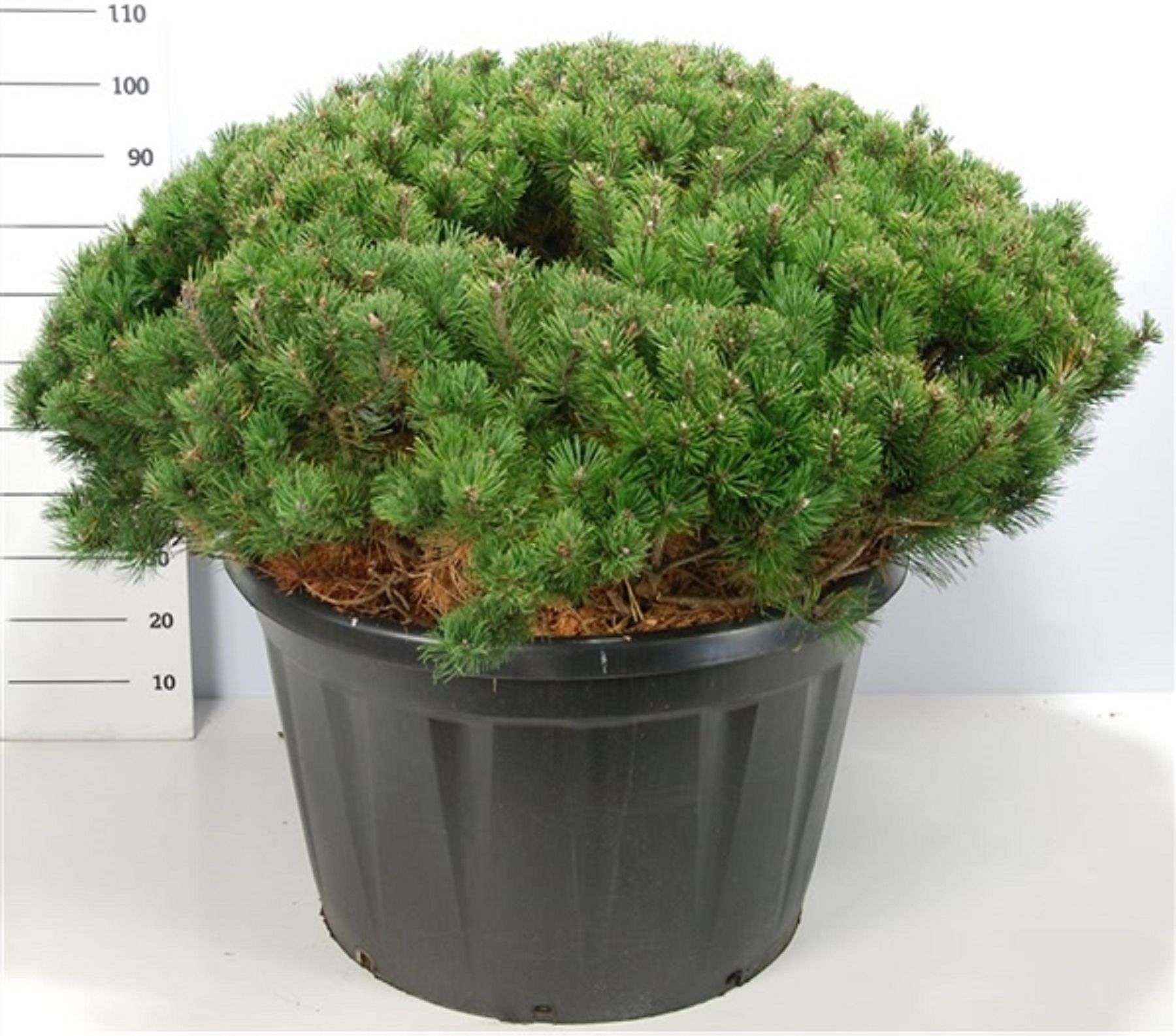 Изображение товара Растение Сосна горная пумилио 885916 С30 H70-80