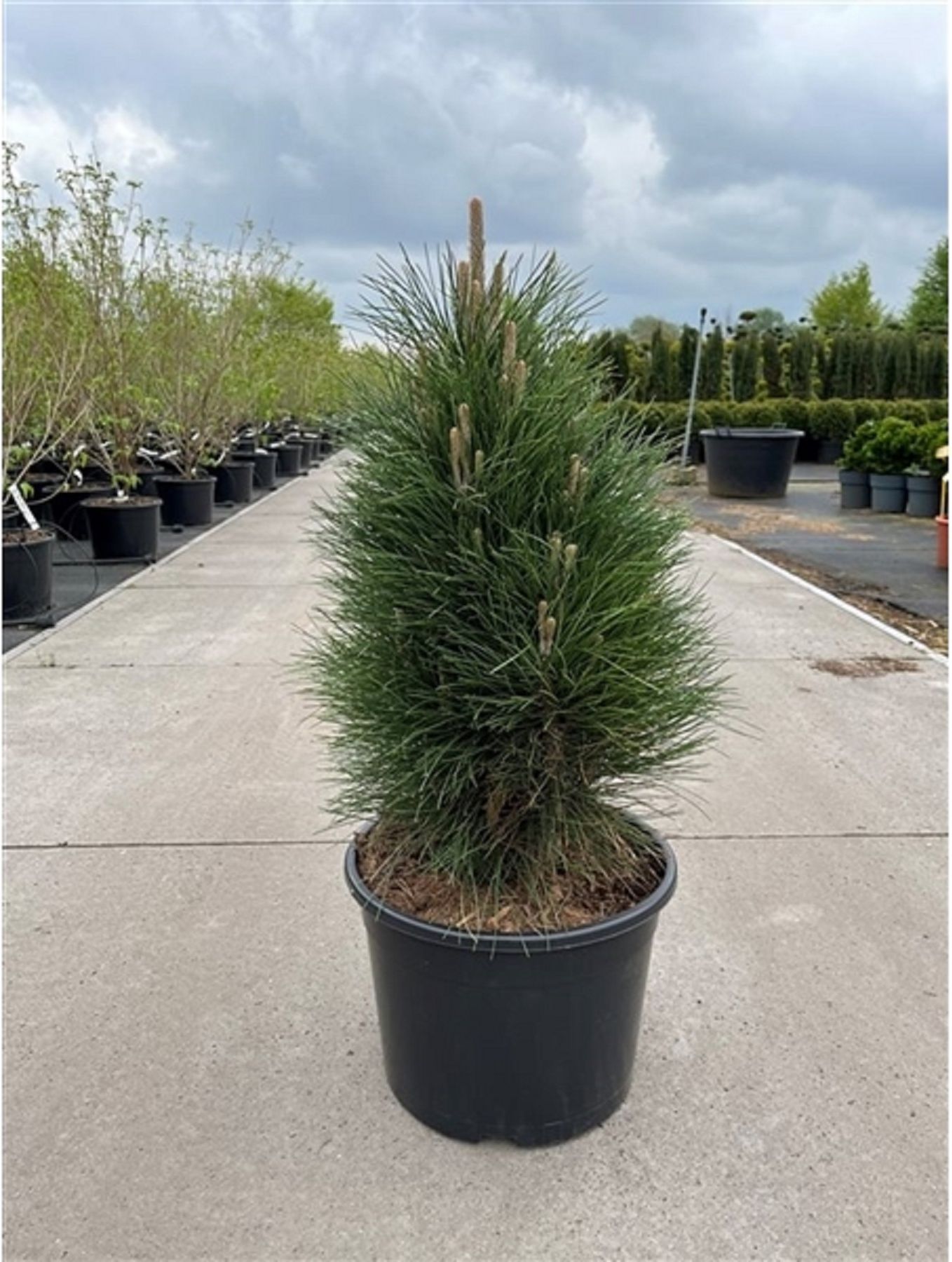 Изображение товара Искусственное растение сосна грин тауэр 884513 C5 H30-40 для интерьера и оформления