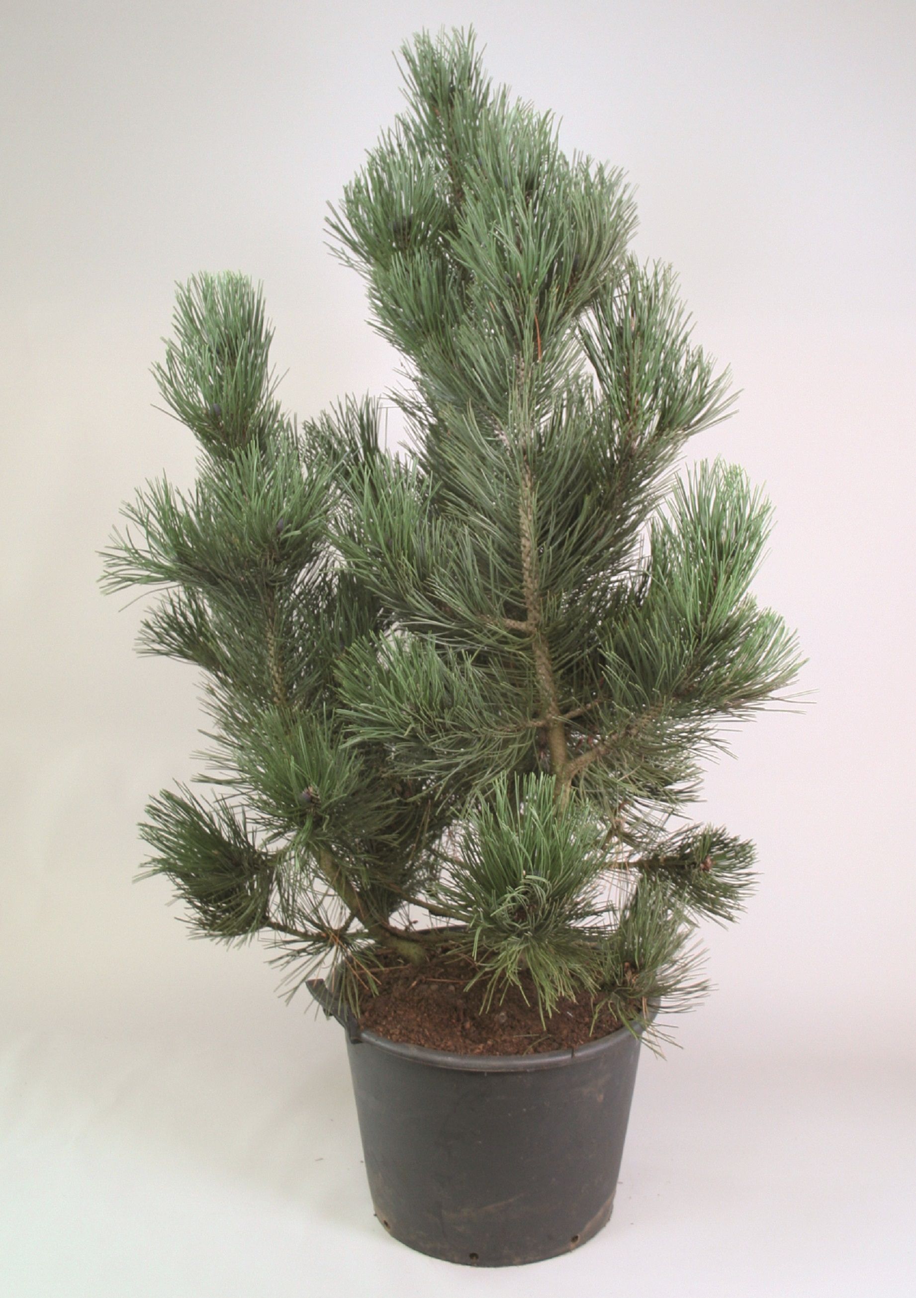 Изображение товара Искусственное растение сосна ден оуден 885671, реалистичный дизайн, размеры 350х800 мм