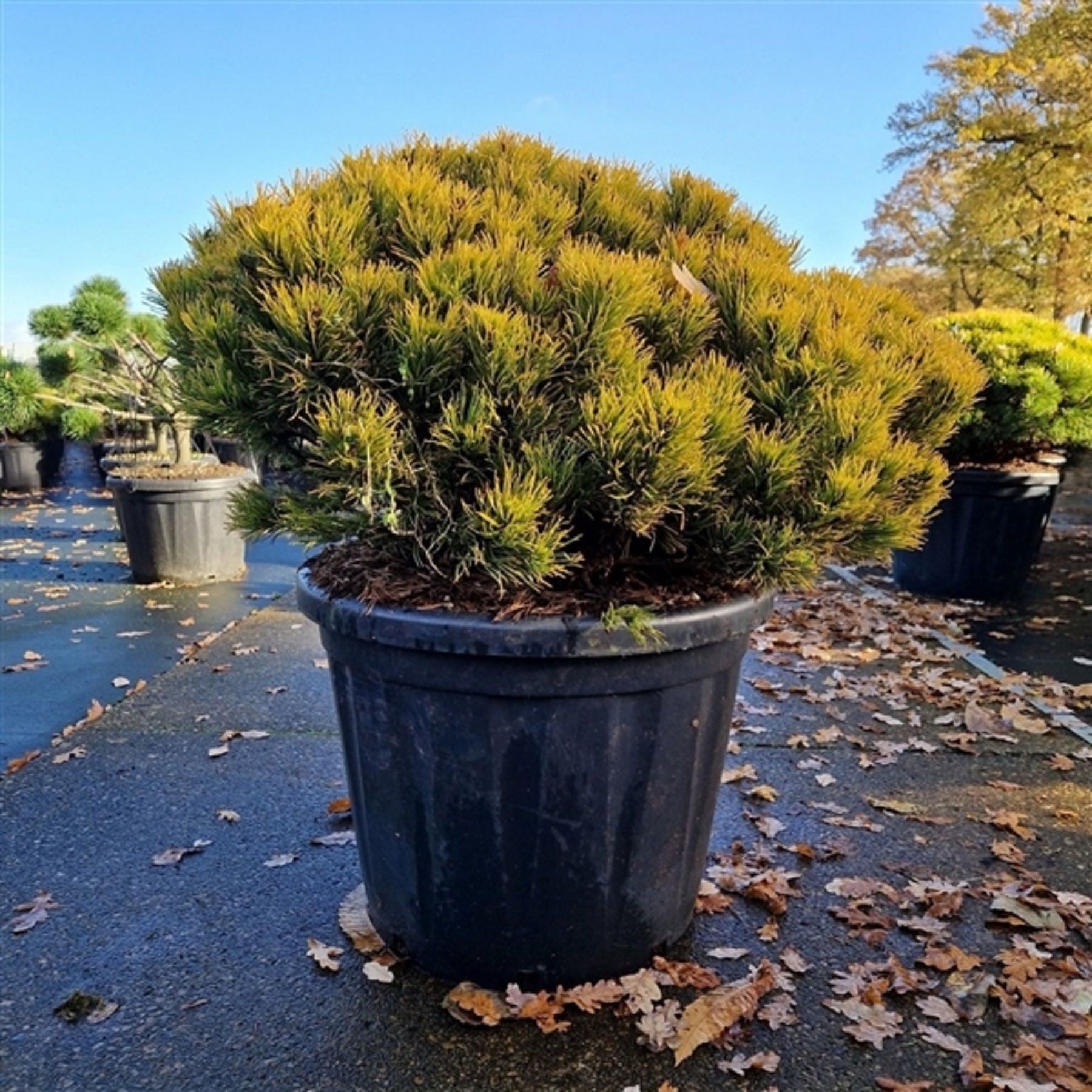 Изображение товара Искусственное растение сосна Винтерголд 60-80 см для интерьера и сада