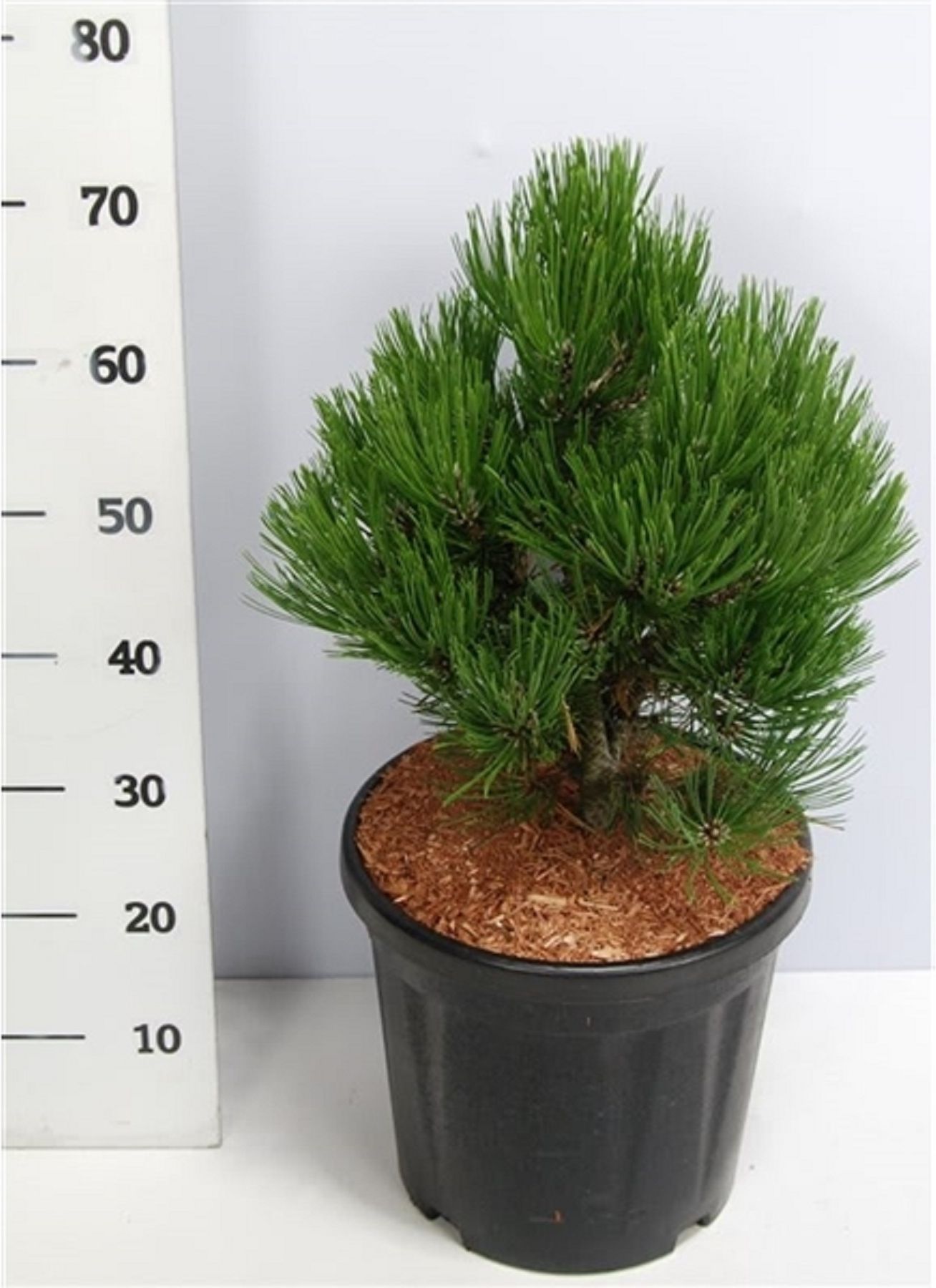 Изображение товара Растение Сосна компакт гем 884865 С10 H50-60 для ландшафтного дизайна