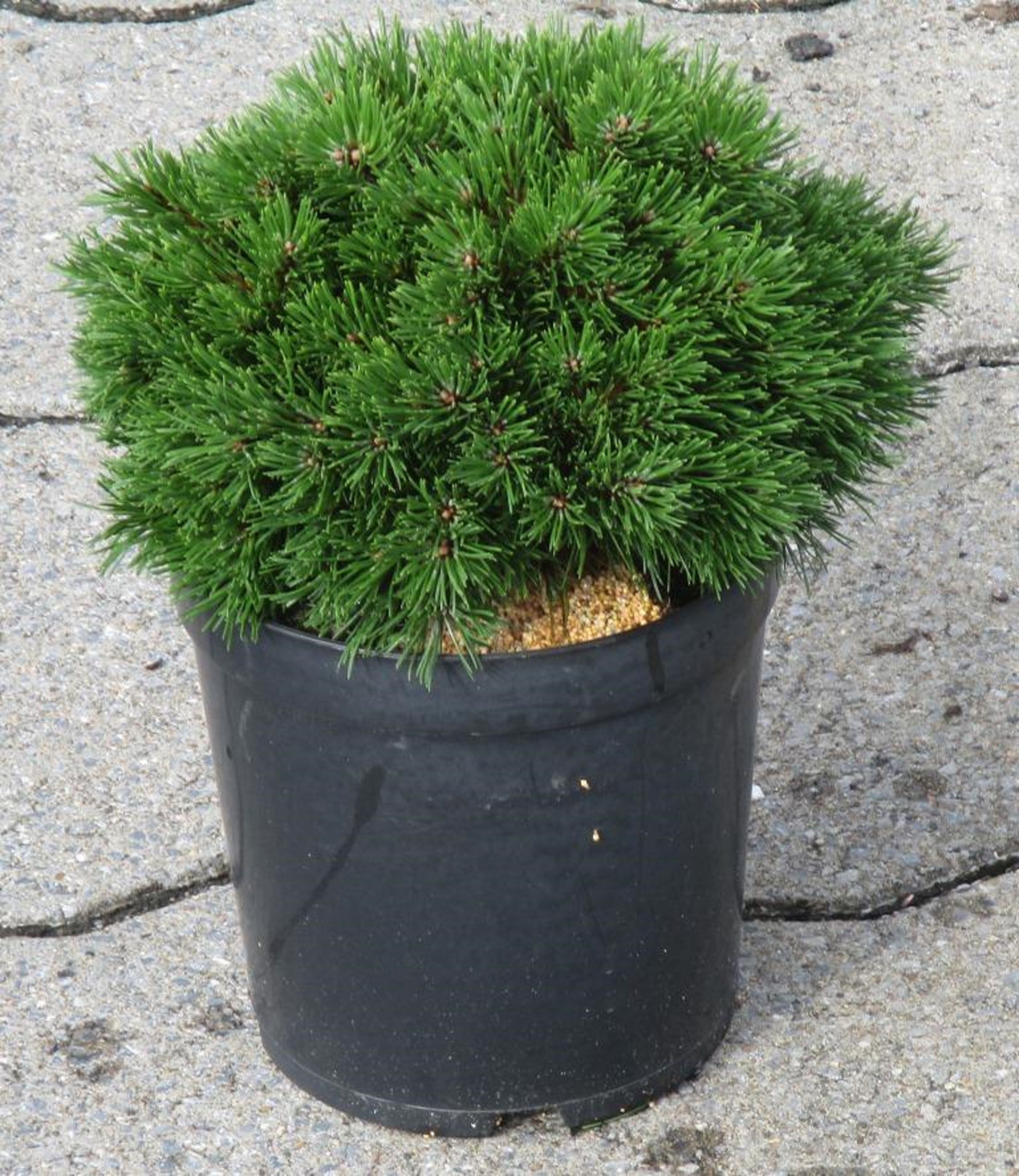 Изображение товара Искусственное растение Сосна крючковат. грюн велле 885510 для интерьера