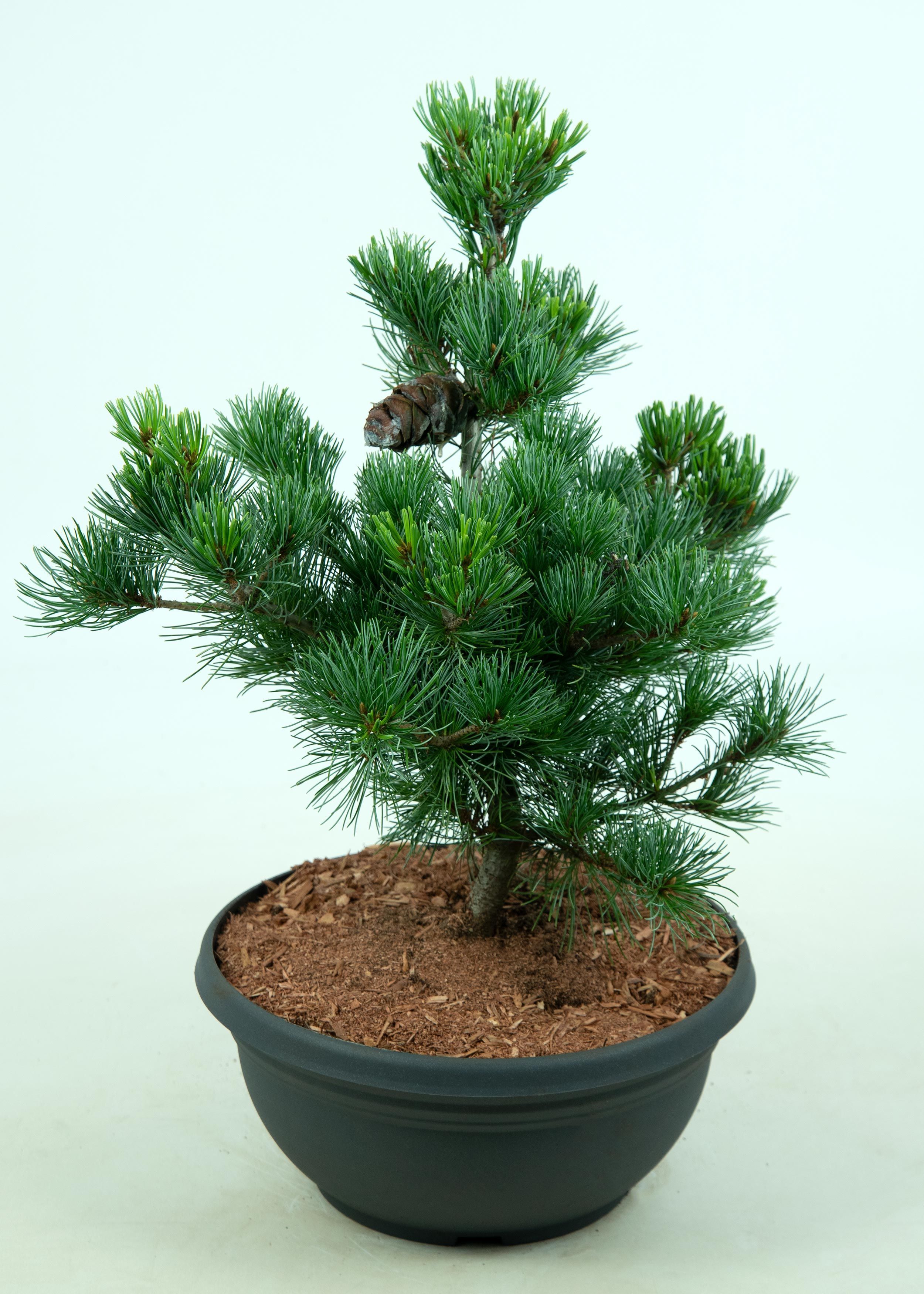 Изображение товара Растение сосна Мелкоцветковая НЕГИШИ B27 для ландшафта, 13 кг, 270x350 мм