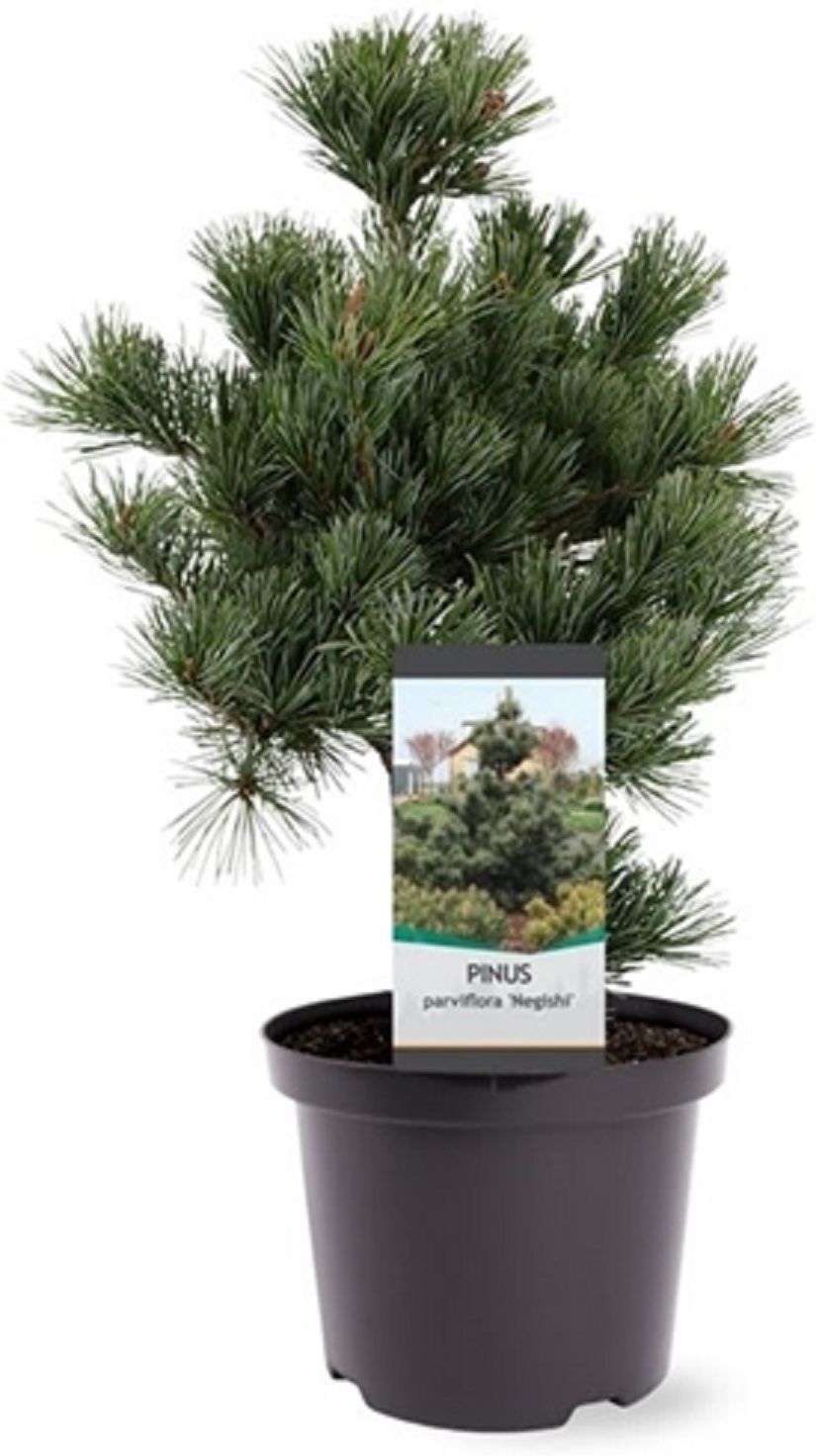 Изображение товара Растение сосна парвифлора негиши 884520 C5 H30-40 для сада и ландшафта
