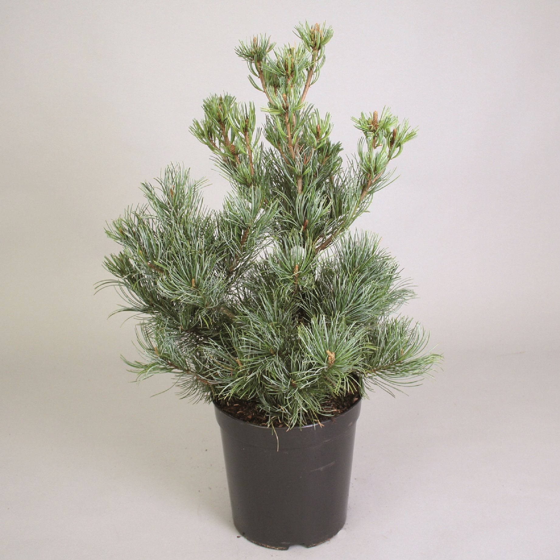 Изображение товара Растение сосна парвифлора негиши высота 60-70 см, 7 кг брутто
