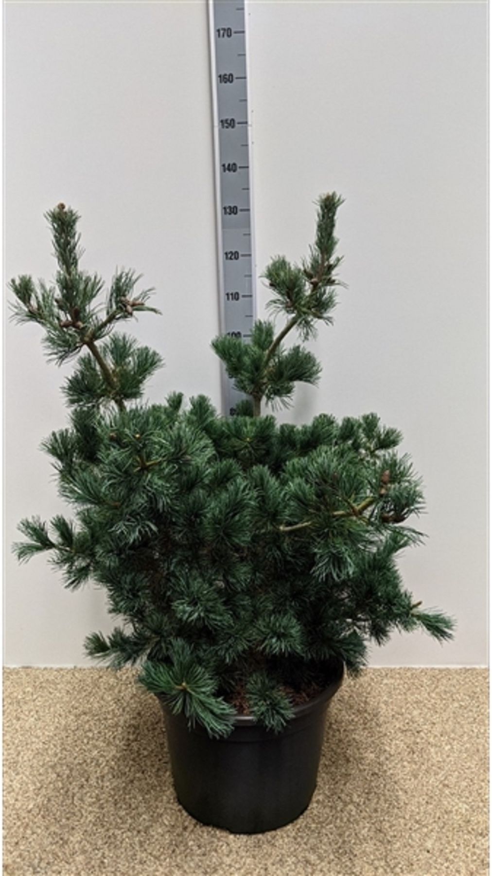 Изображение товара Сосна парвифлора негиши 885947 для озеленения