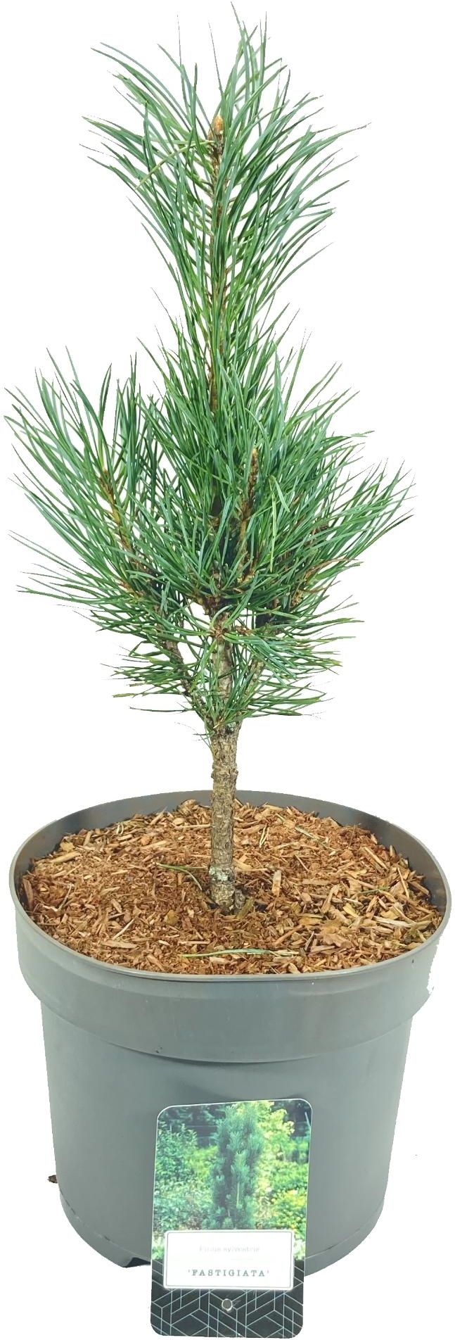 Изображение товара Сосна фастигиата 885480 - декоративное хвойное растение