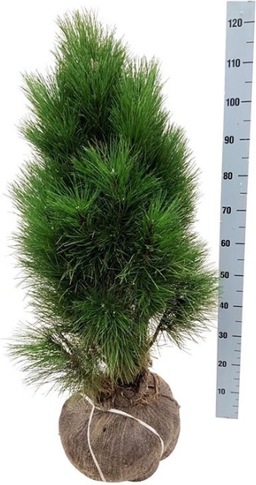 Изображение товара Растение Сосна черная грин тауэр 885923 S30 H80 для ландшафтного дизайна