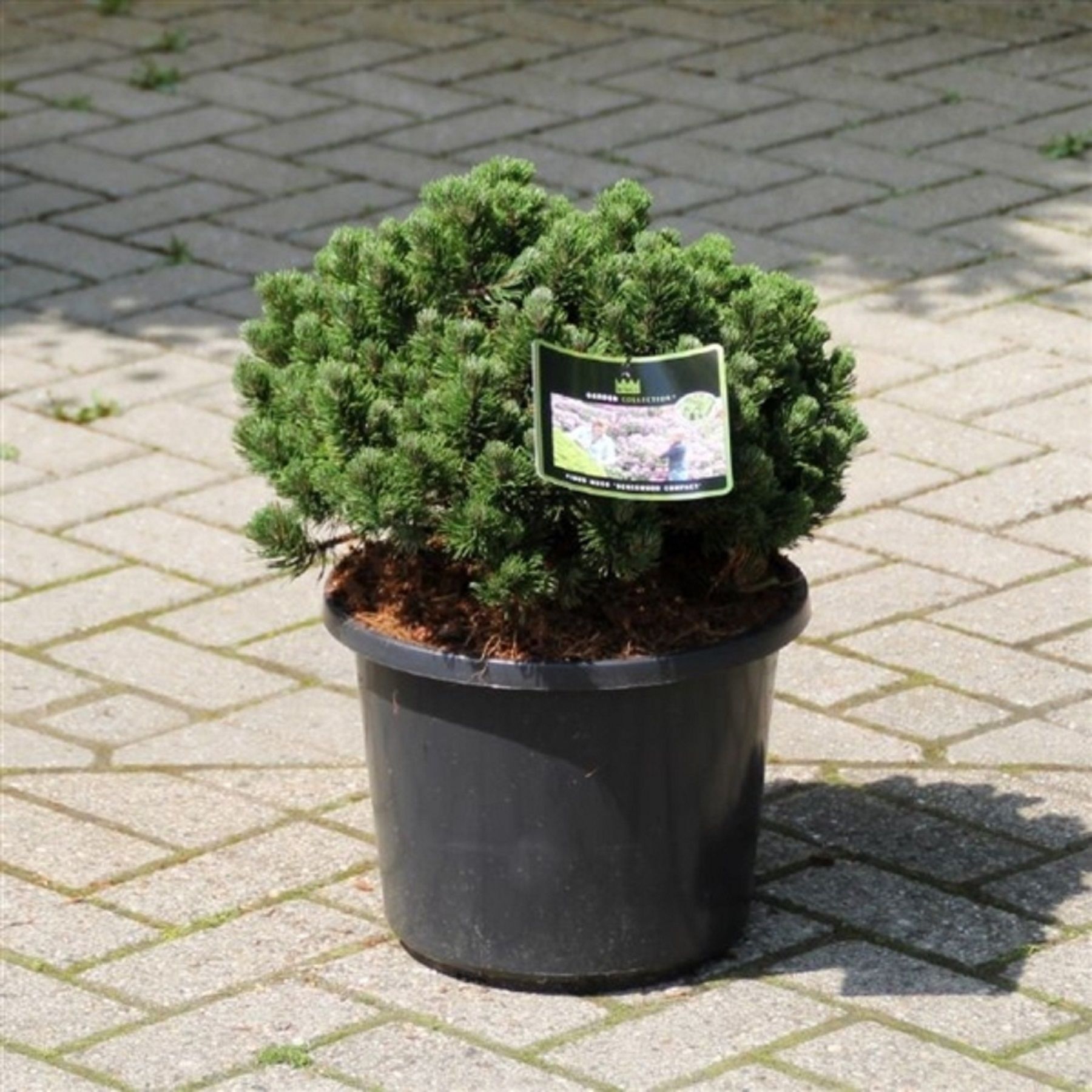 Изображение товара Растение Сосна шервуд компакт 884506 C5 H30-40 декоративное для сада