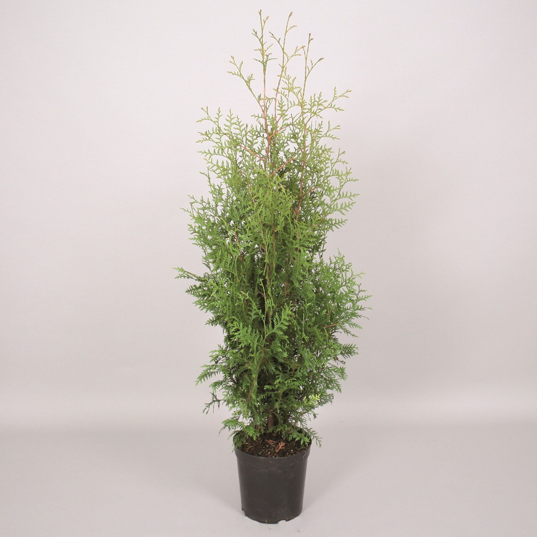 Изображение товара Растение Туя западная брабант 884926 С10 H125 для ландшафтного дизайна