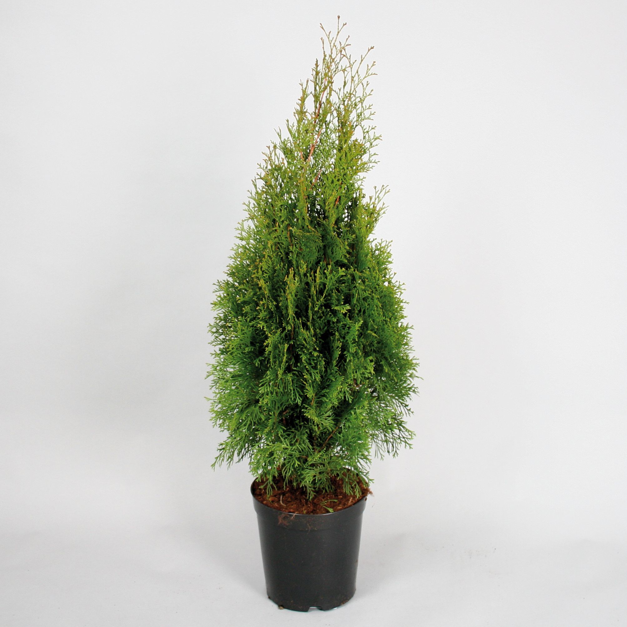 Изображение товара Растение Туя западная смарагд 884933 С10 H125 для ландшафта и сада