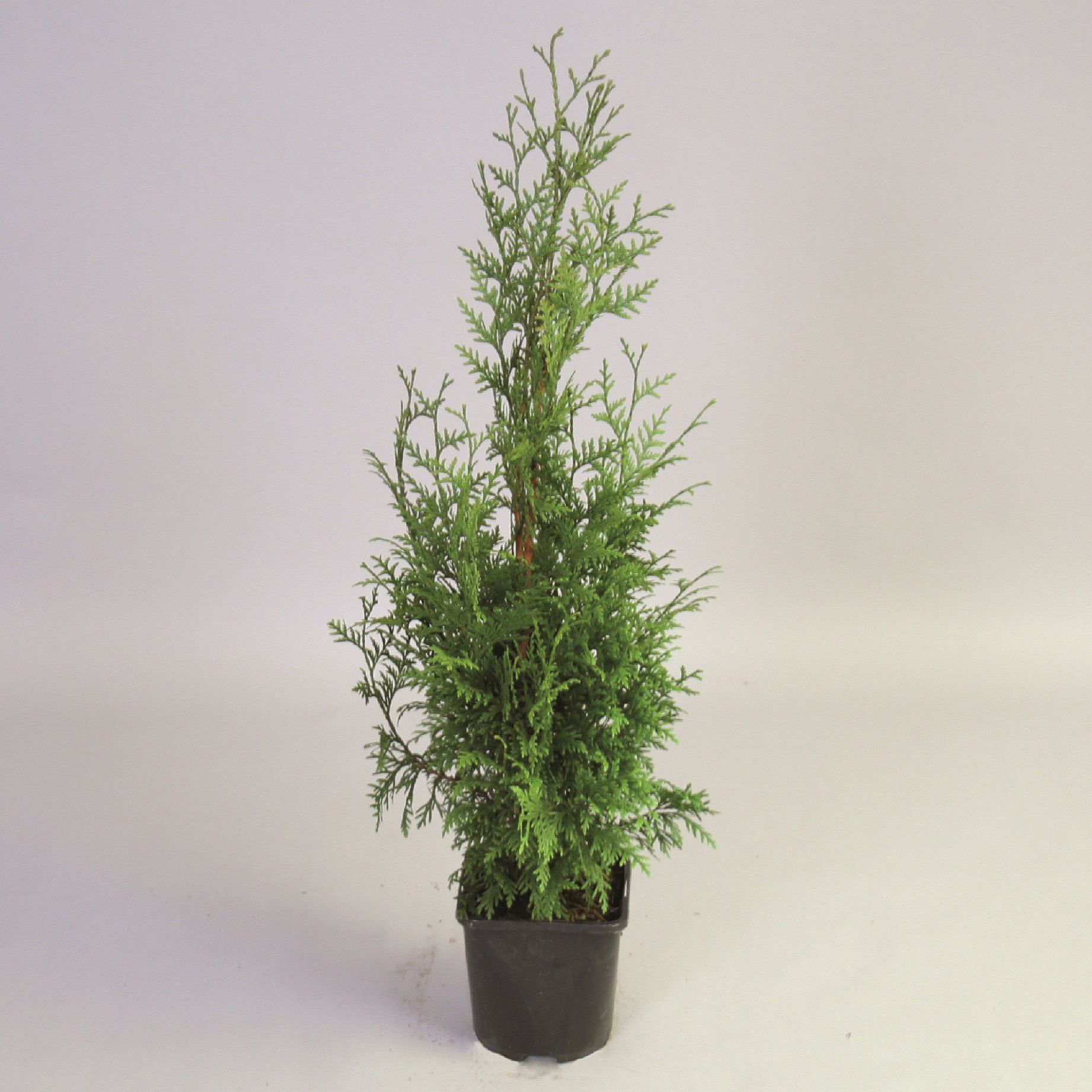 Изображение товара Растение Туя складчатая гелдерлэнд 60-80 см зеленое декоративное