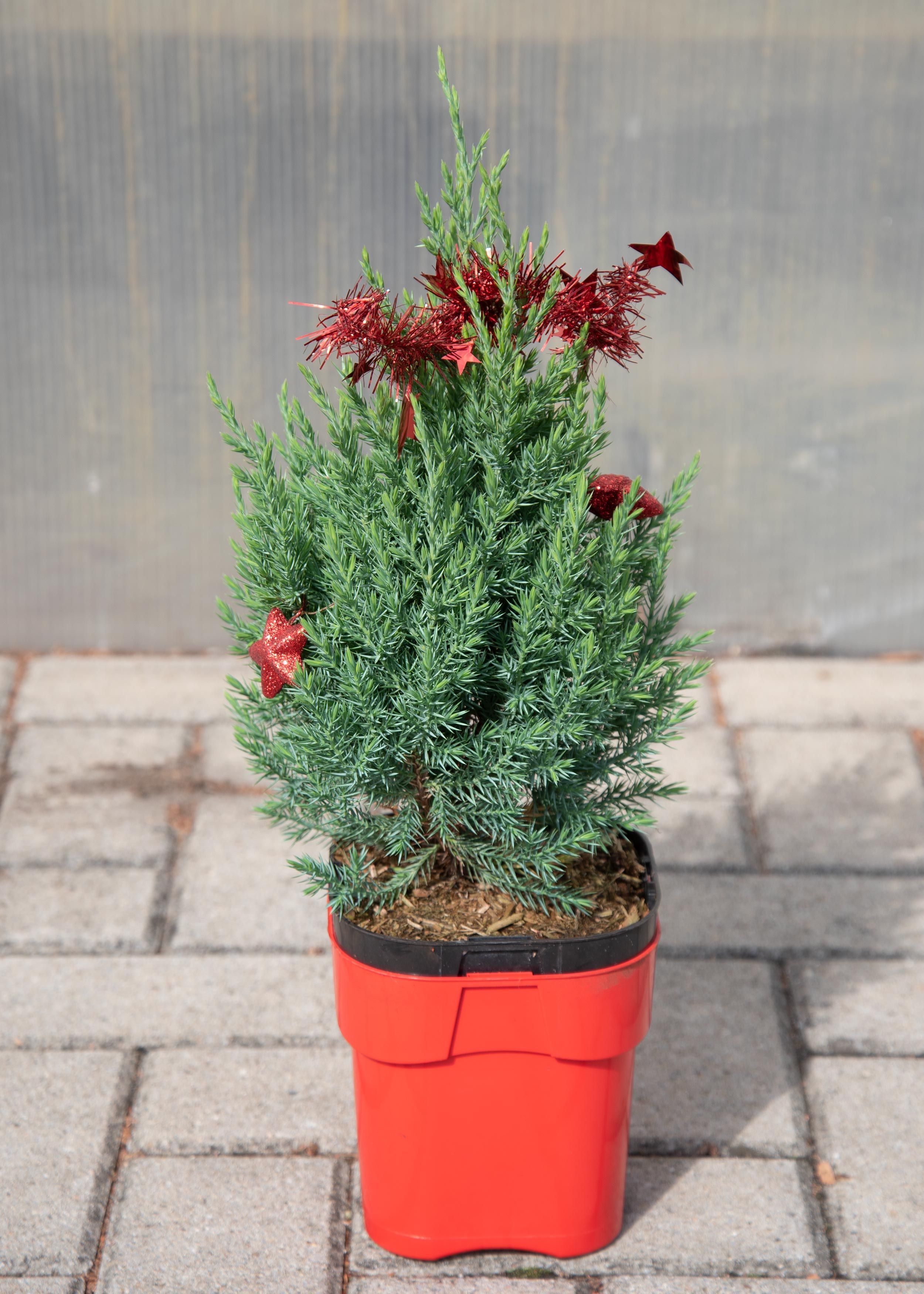 Изображение товара Искусственное растение Можжевельник Стрика Декор 1,5 м высоты для интерьера и сада