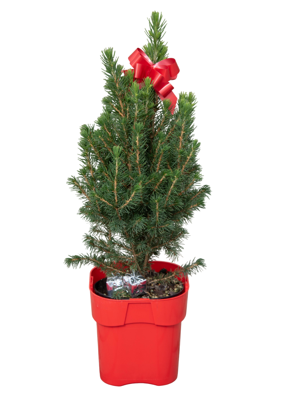 Изображение товара Декоративная ель Коника C1,5 для ландшафтного дизайна круглогодично